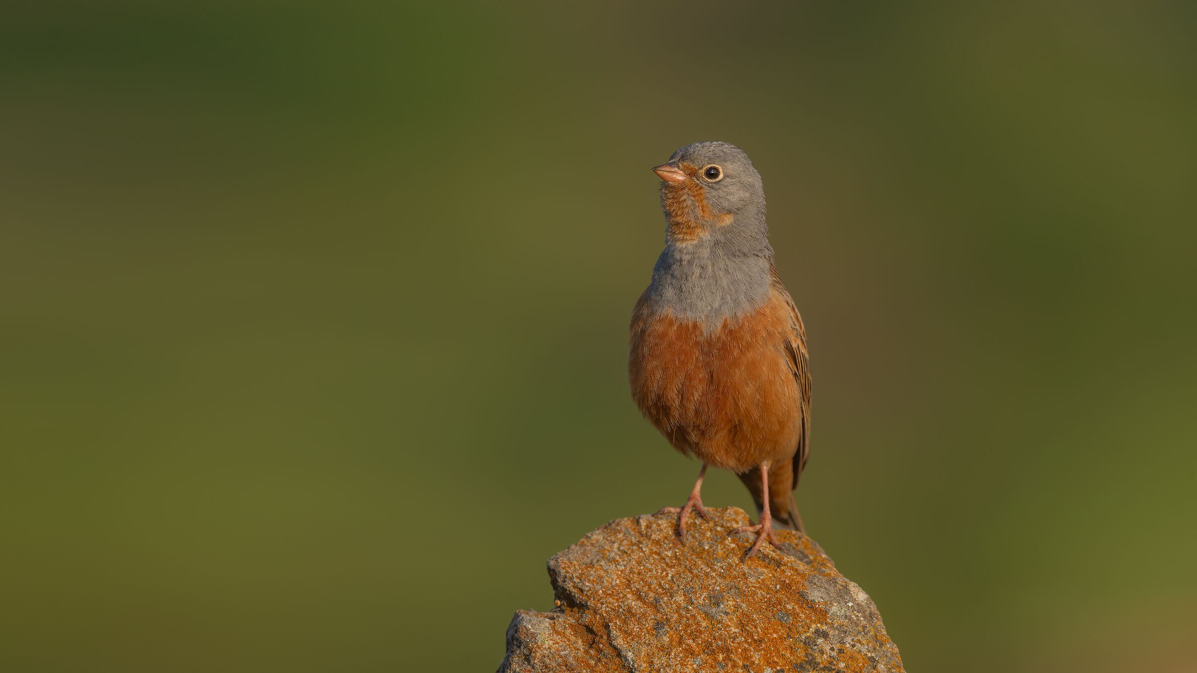 Scrinito di Cretzschmar » Emberiza caesia