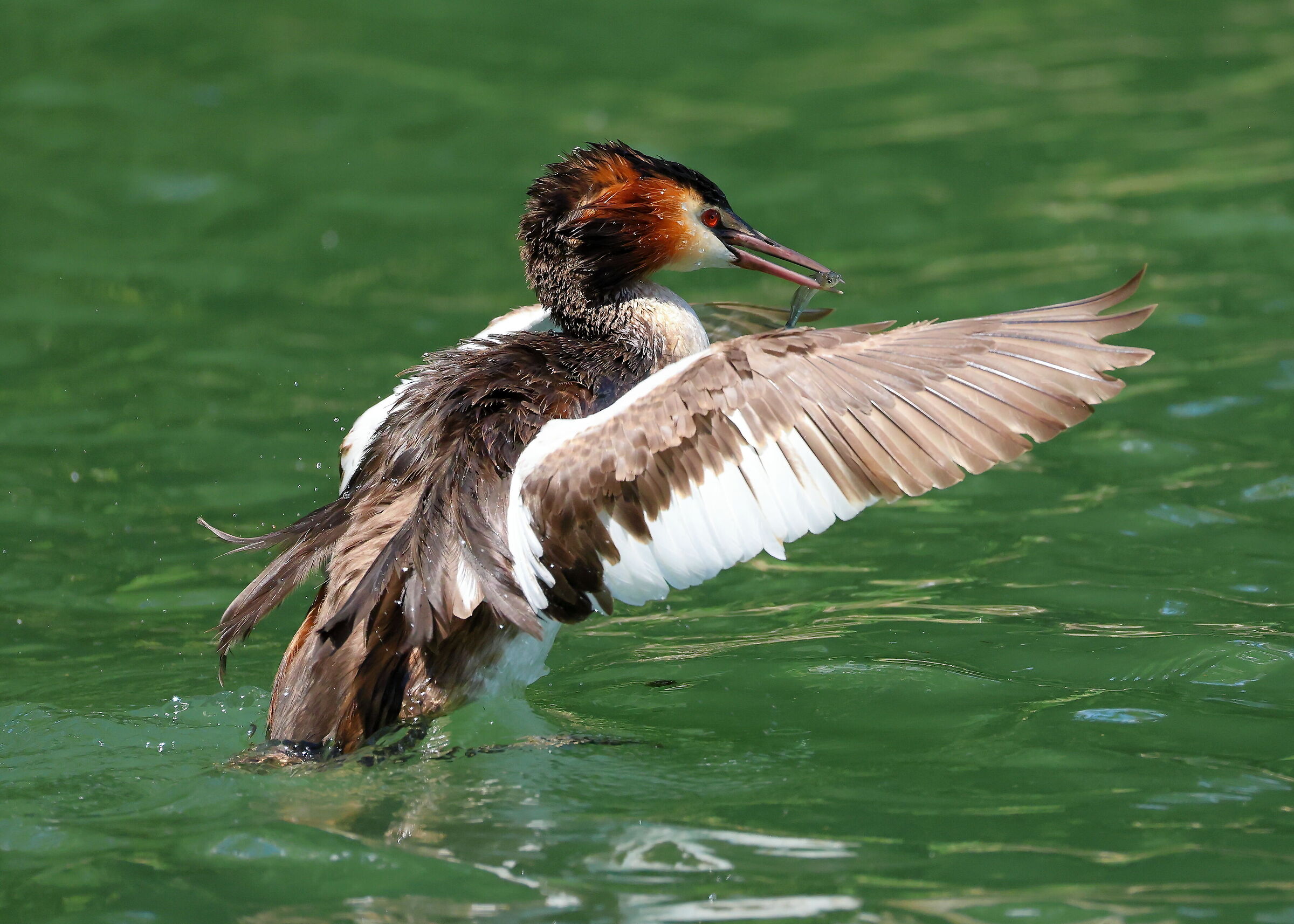 Great crested grebe with a small snack!