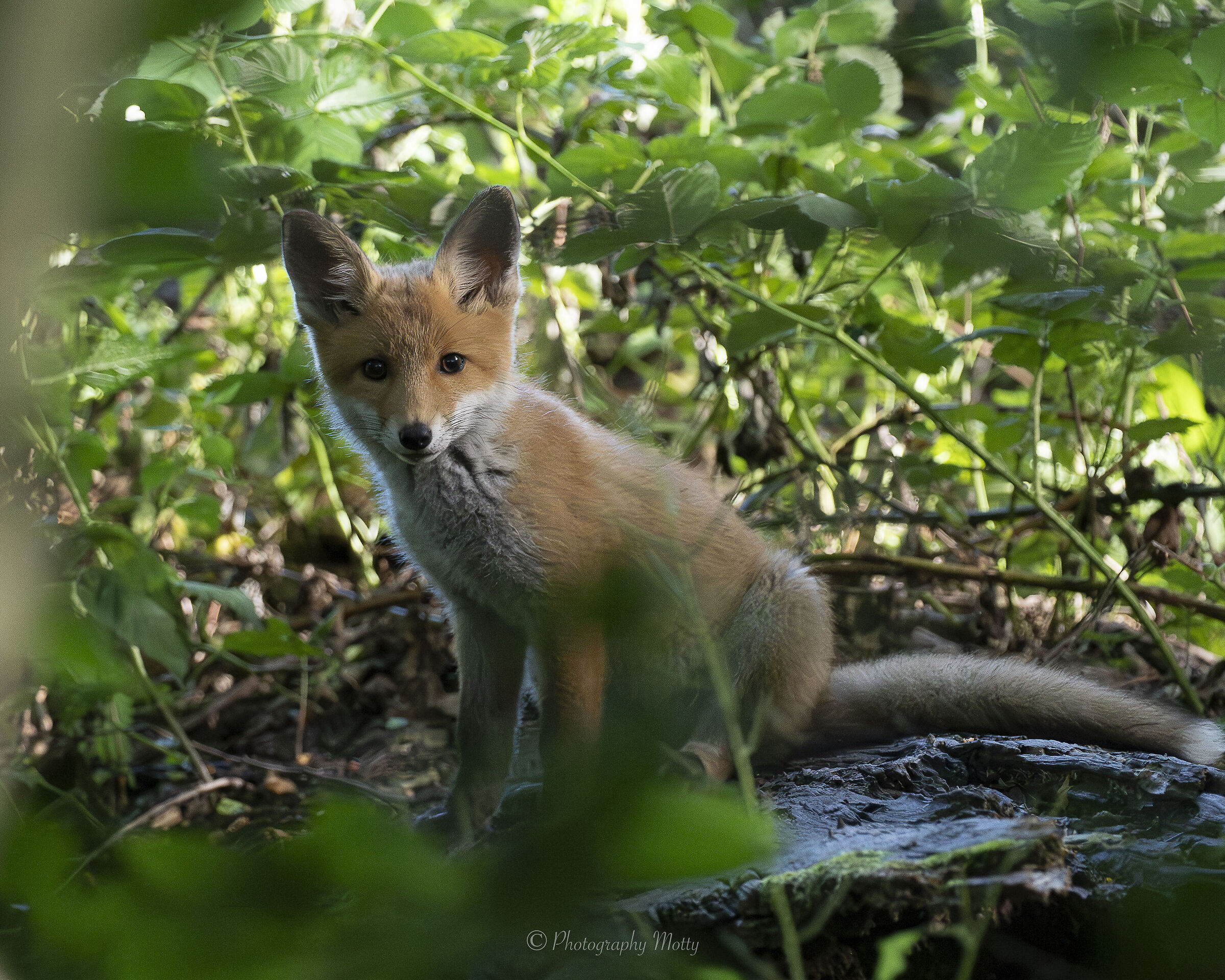 Curious and cunning