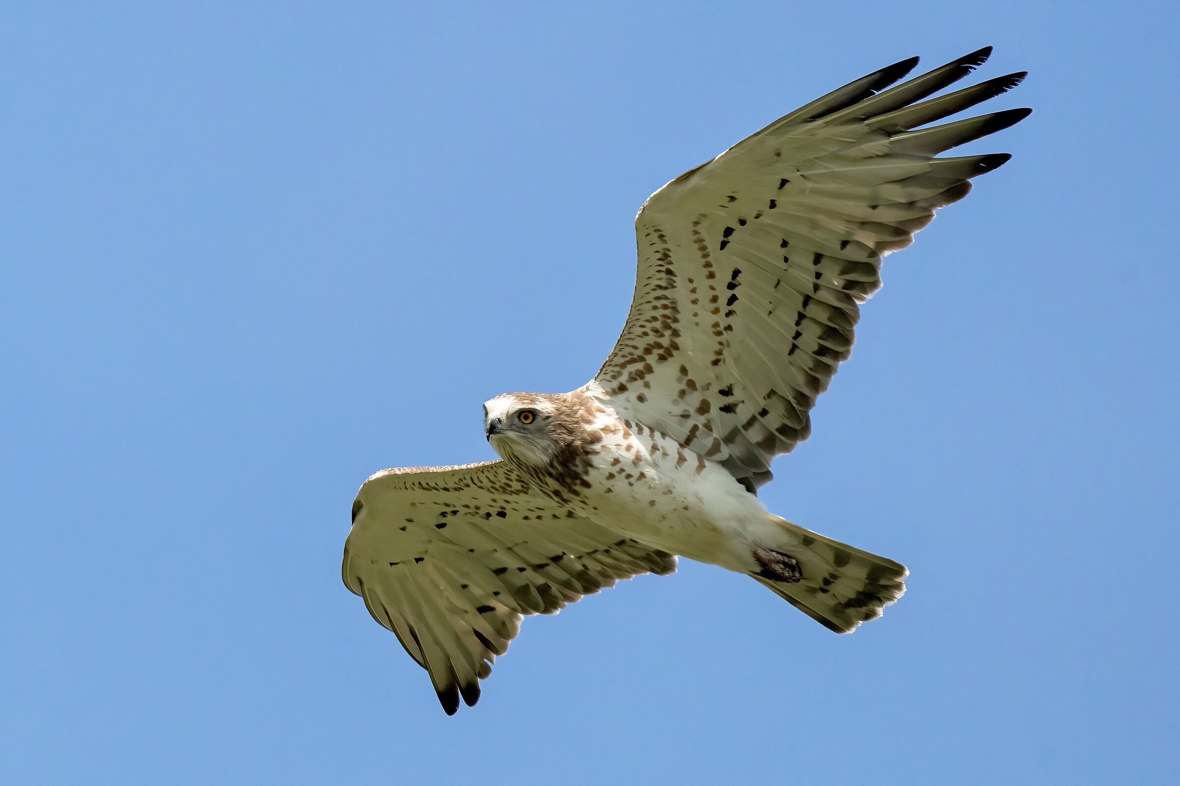 Short-toed Eagle (Circaetus gallicus)
