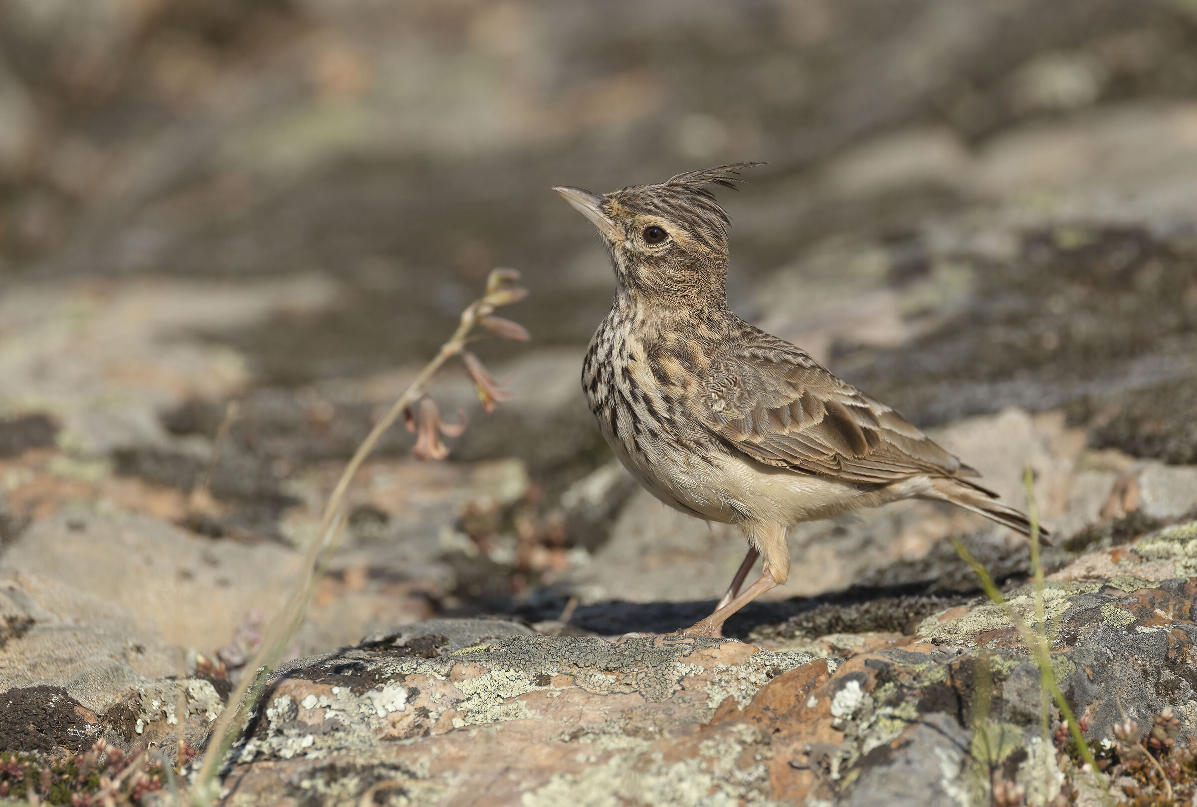 Cappellaccia (Galerida cristata)