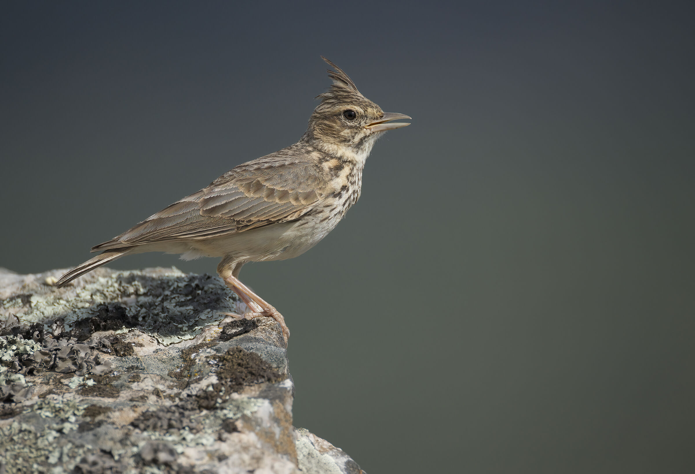 Cappellaccia (Galerida cristata)