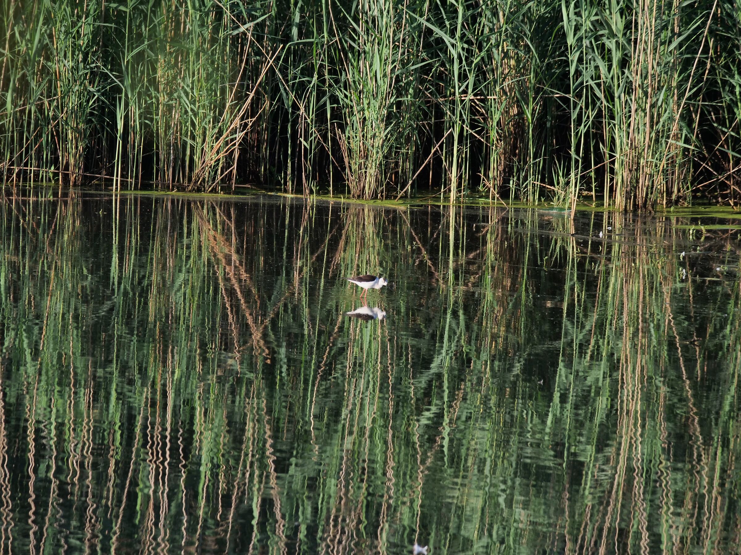 Black-winged Stilt in habitat