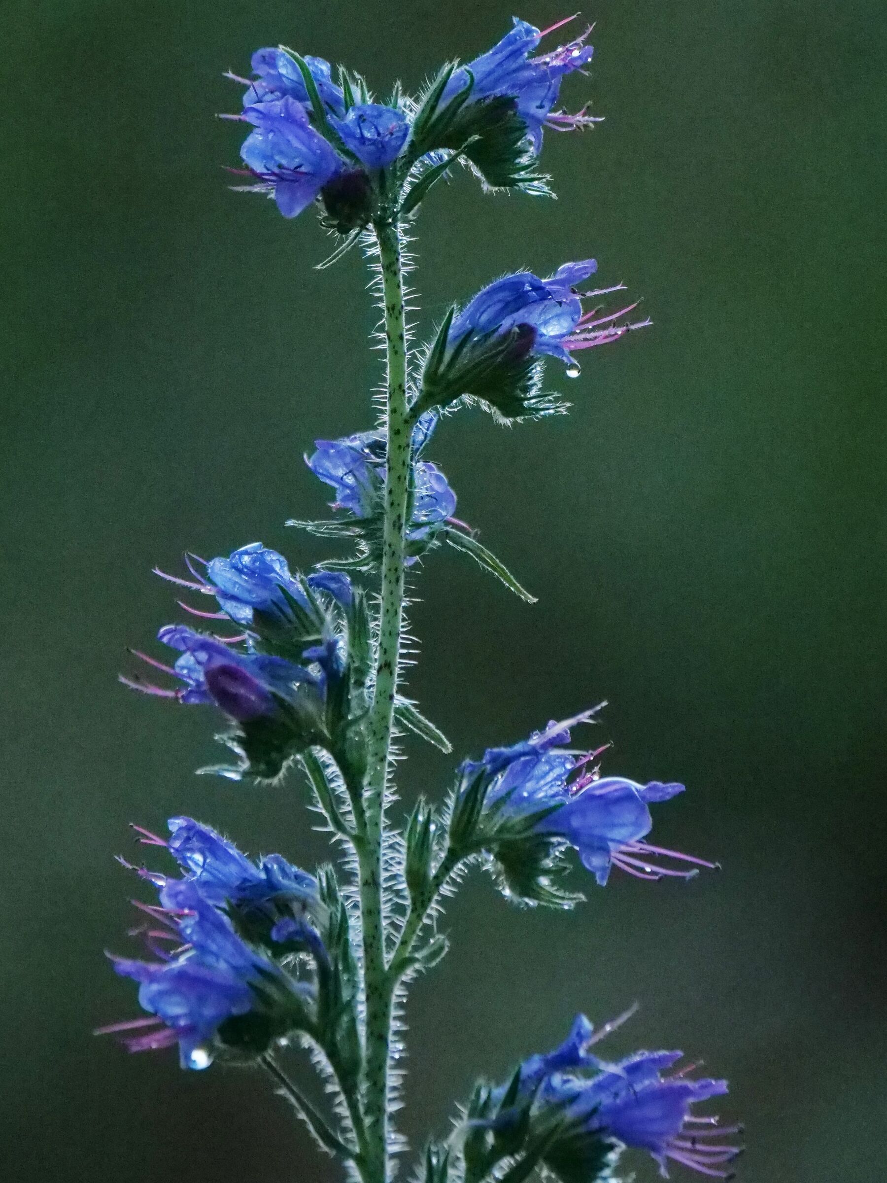 Viper grass (Echium vulgare)