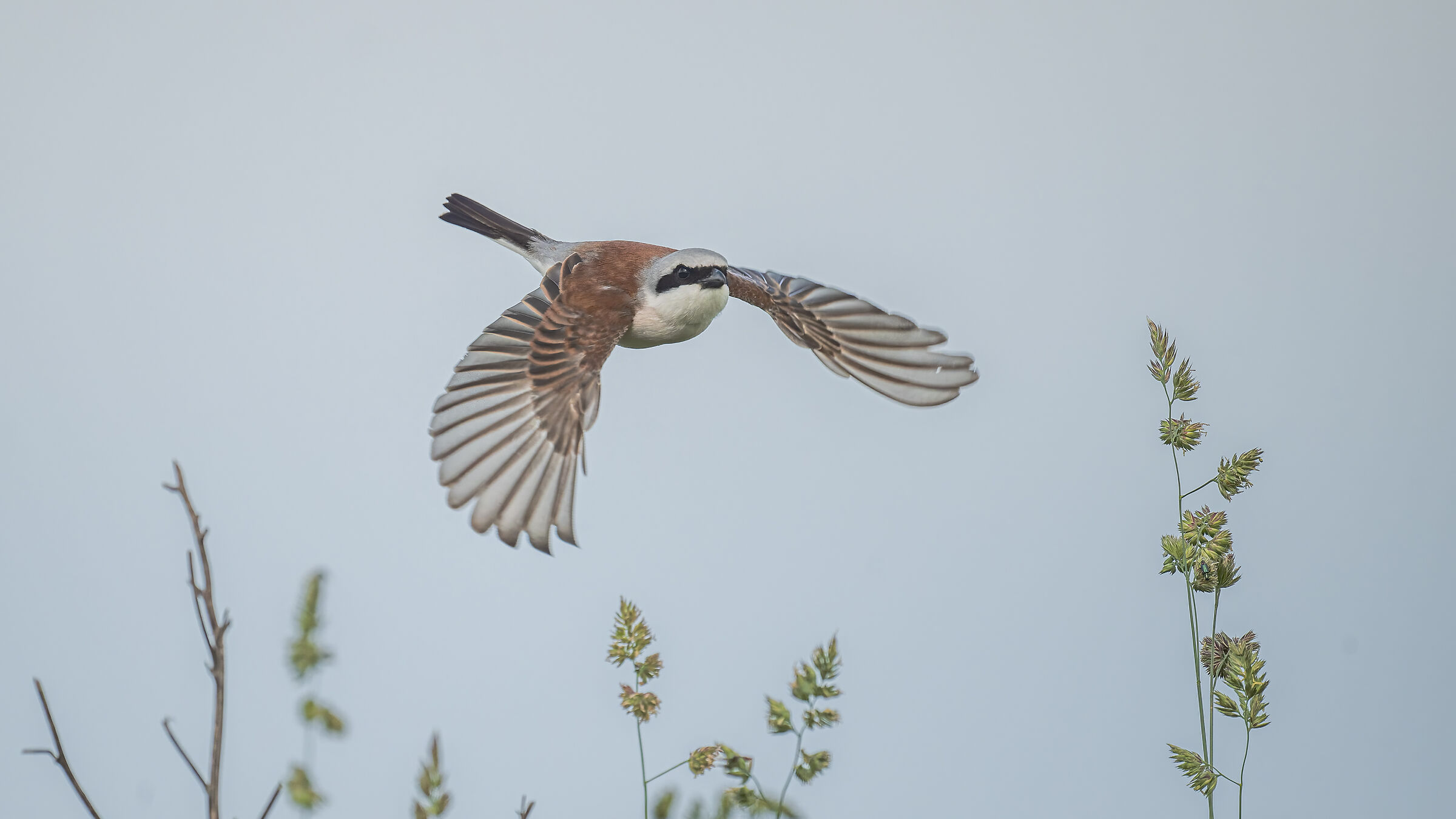 Red Backed Shrike