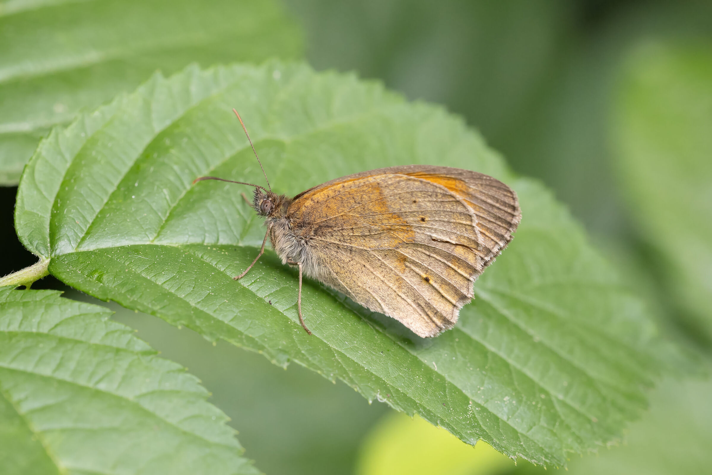 Maniola jurtina