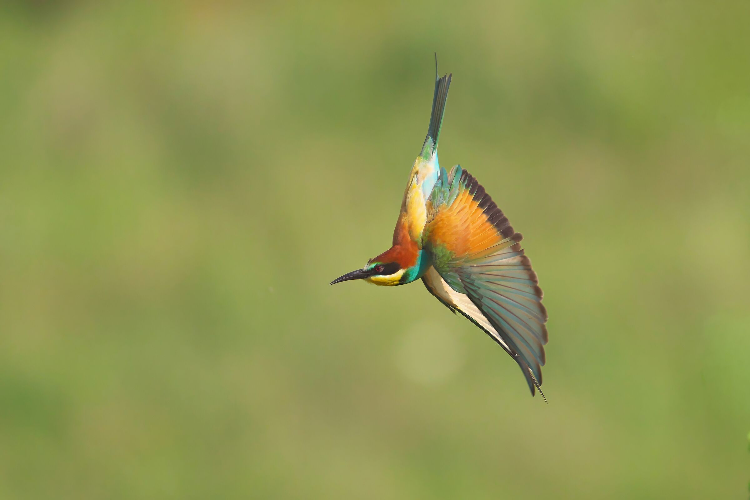 Aerial acrobat