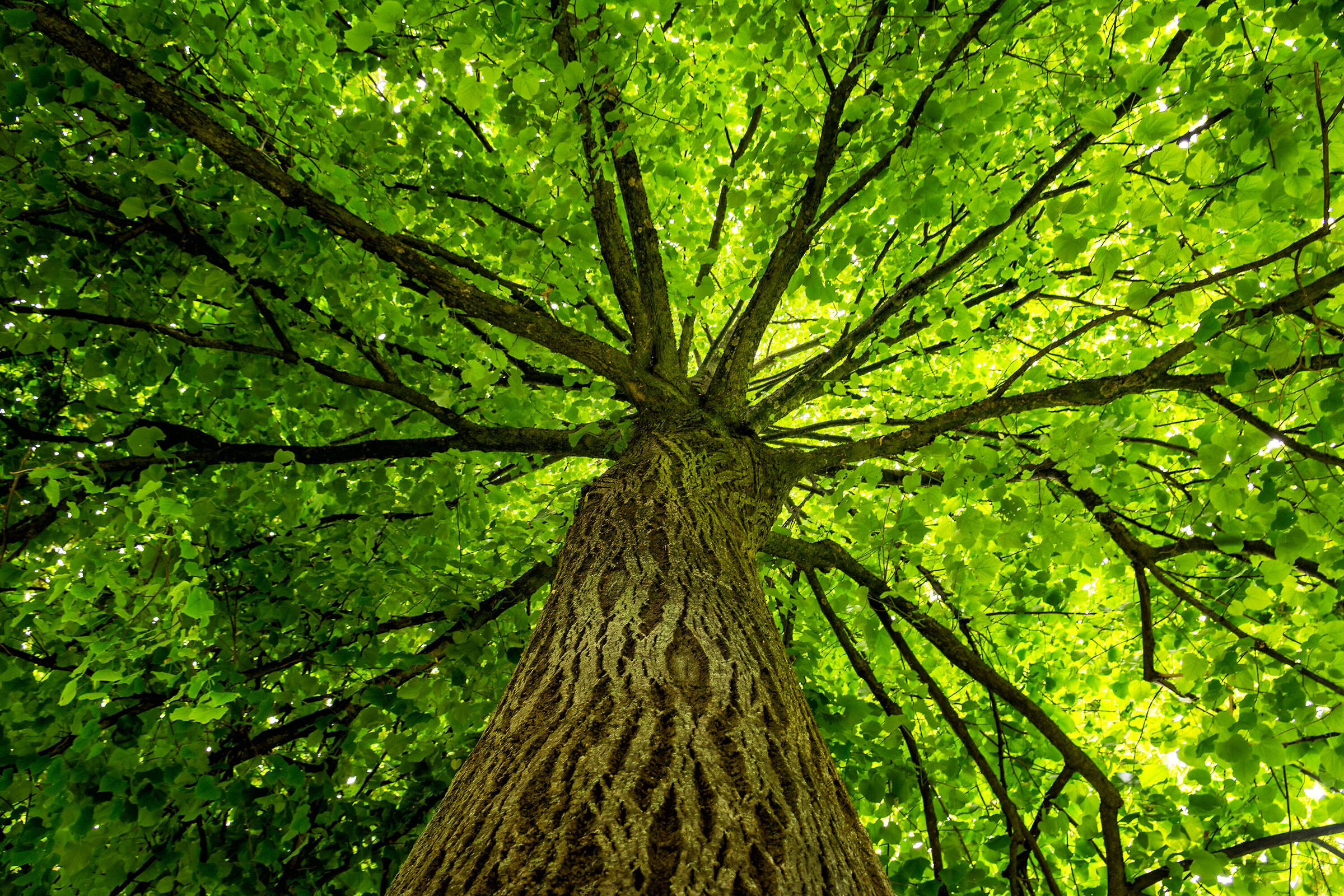 Spring under the tree