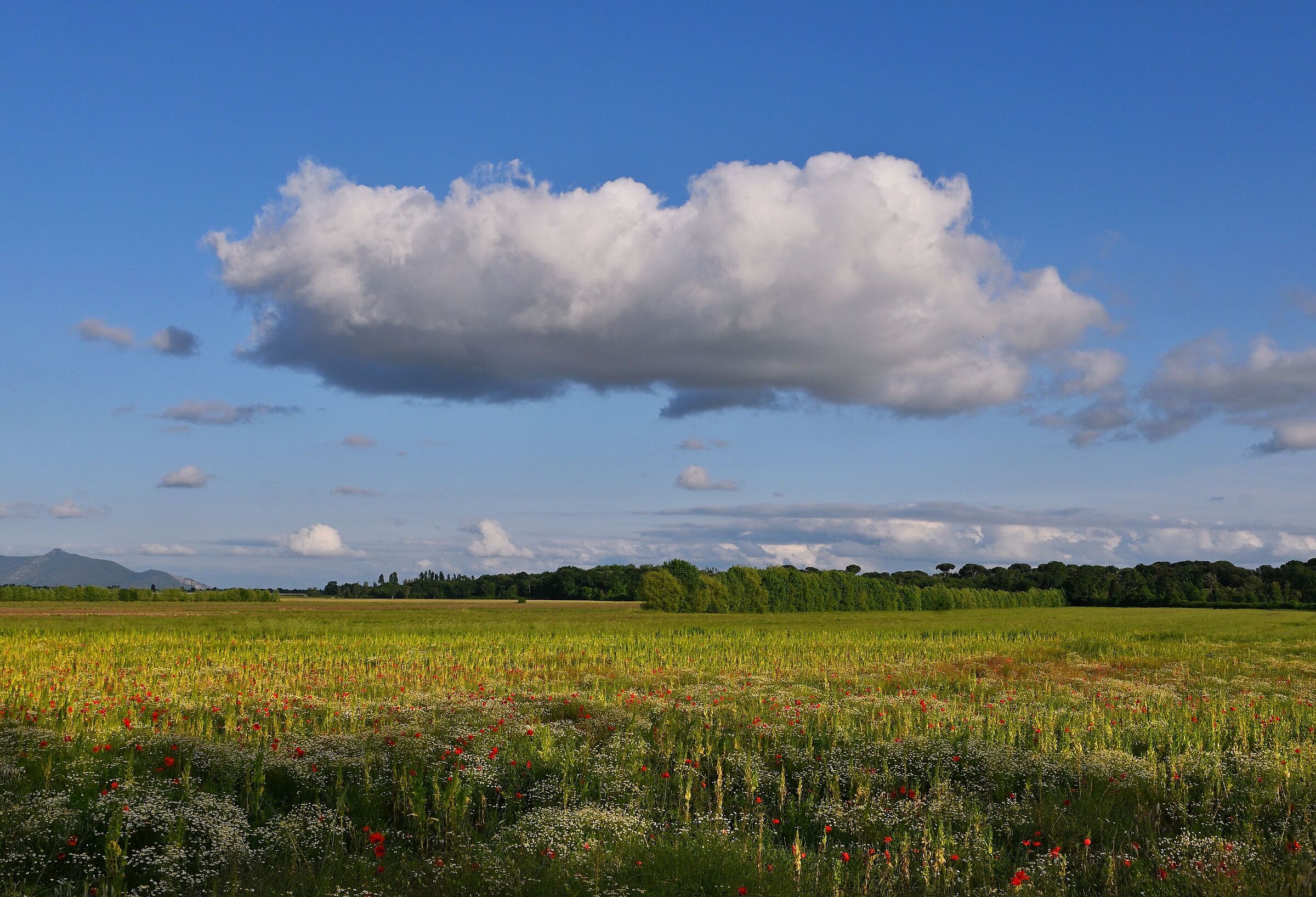 Field Clouds