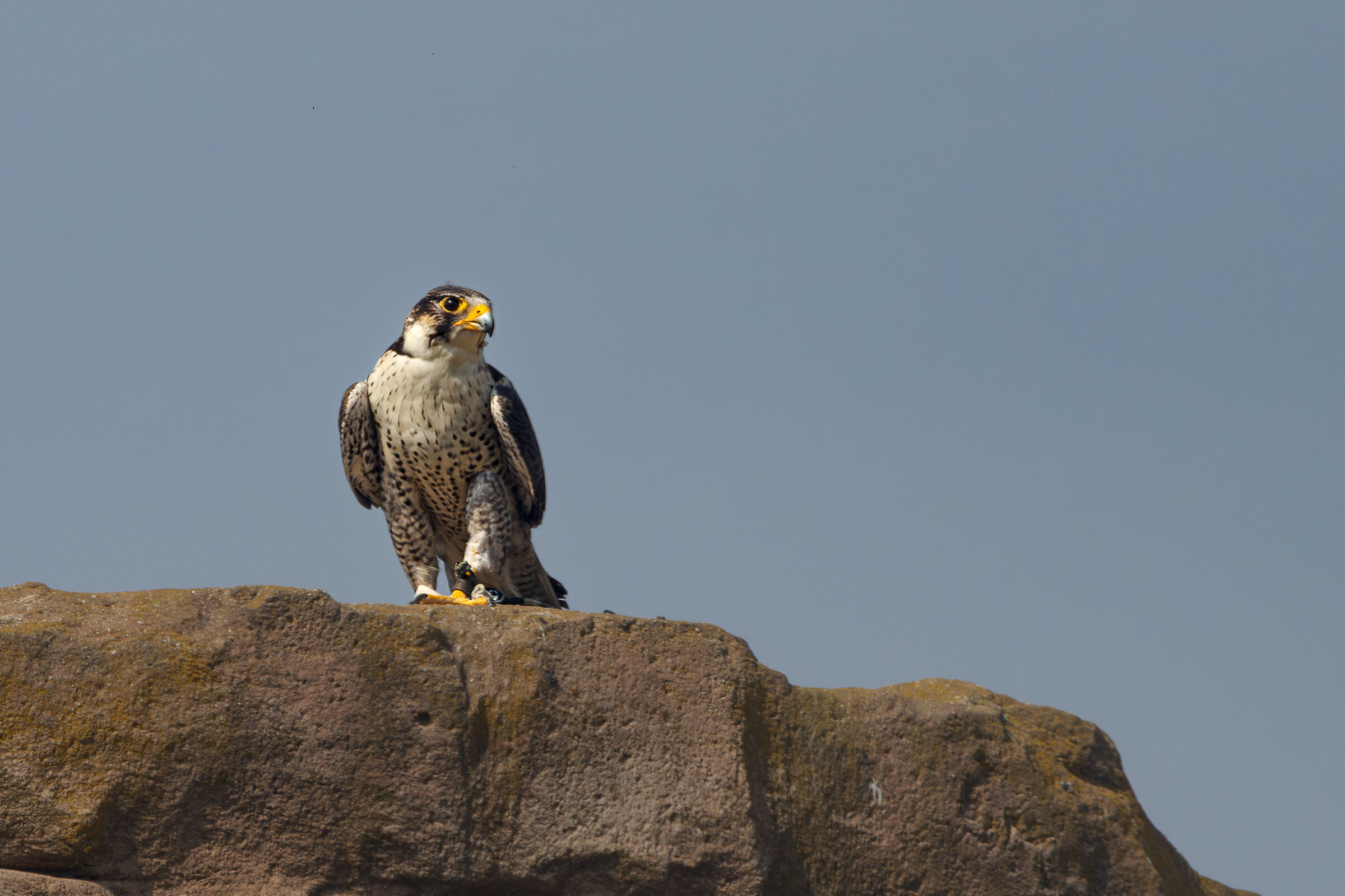 Peregrine falcon