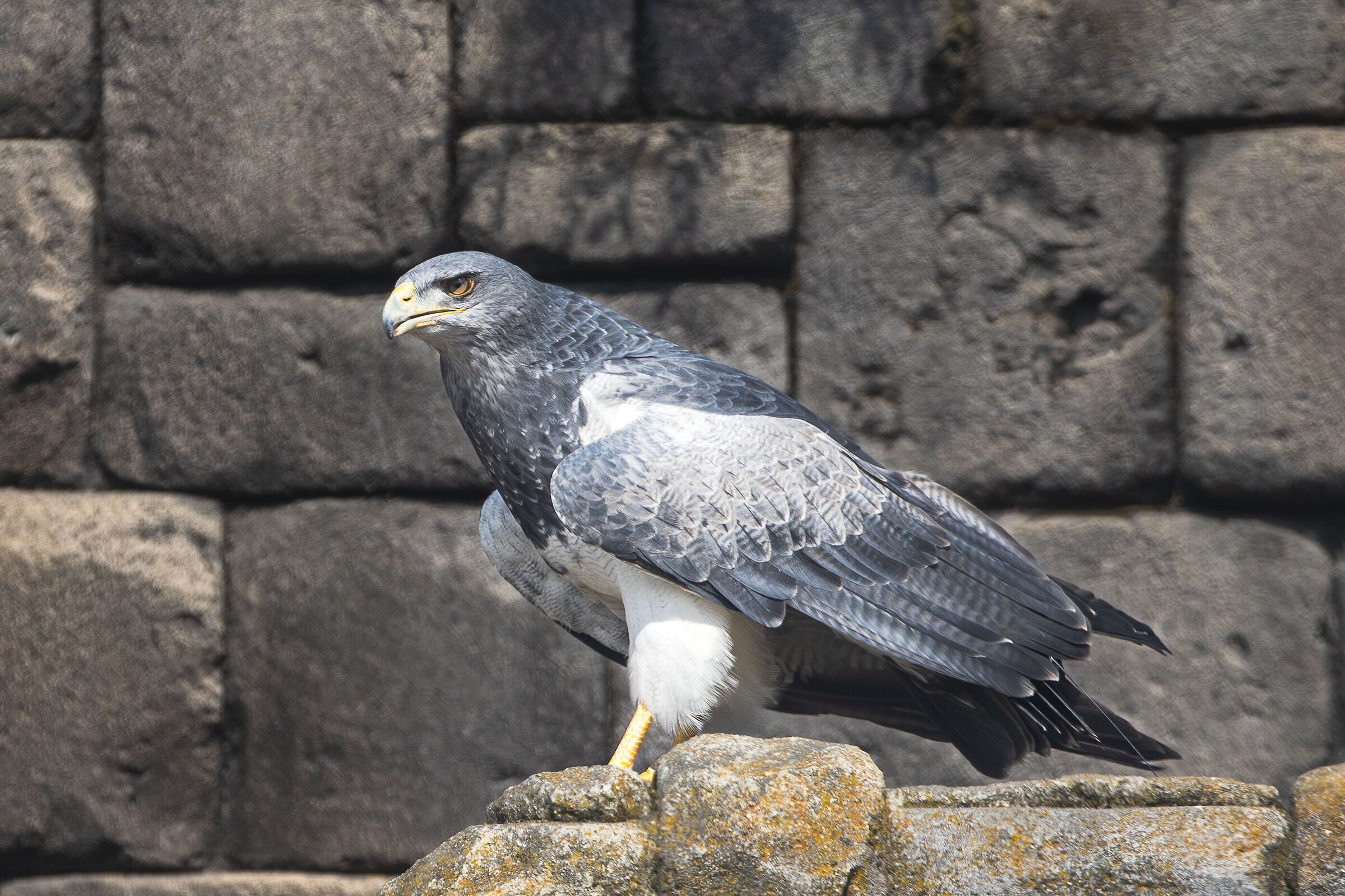 Chilean Blue Eagle