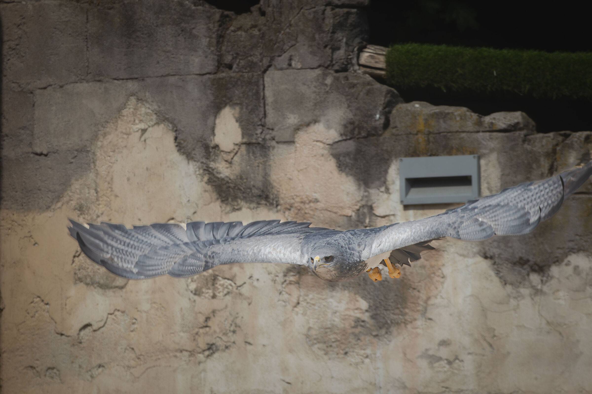 Blue Chilean eagle in flight