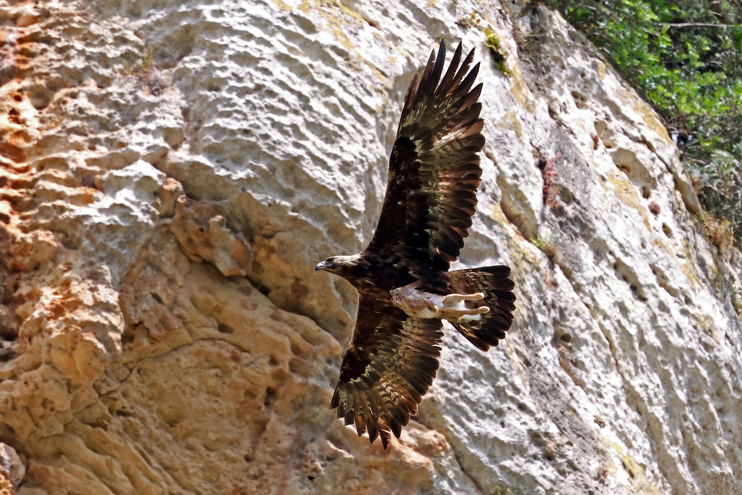 Aquila reale con preda