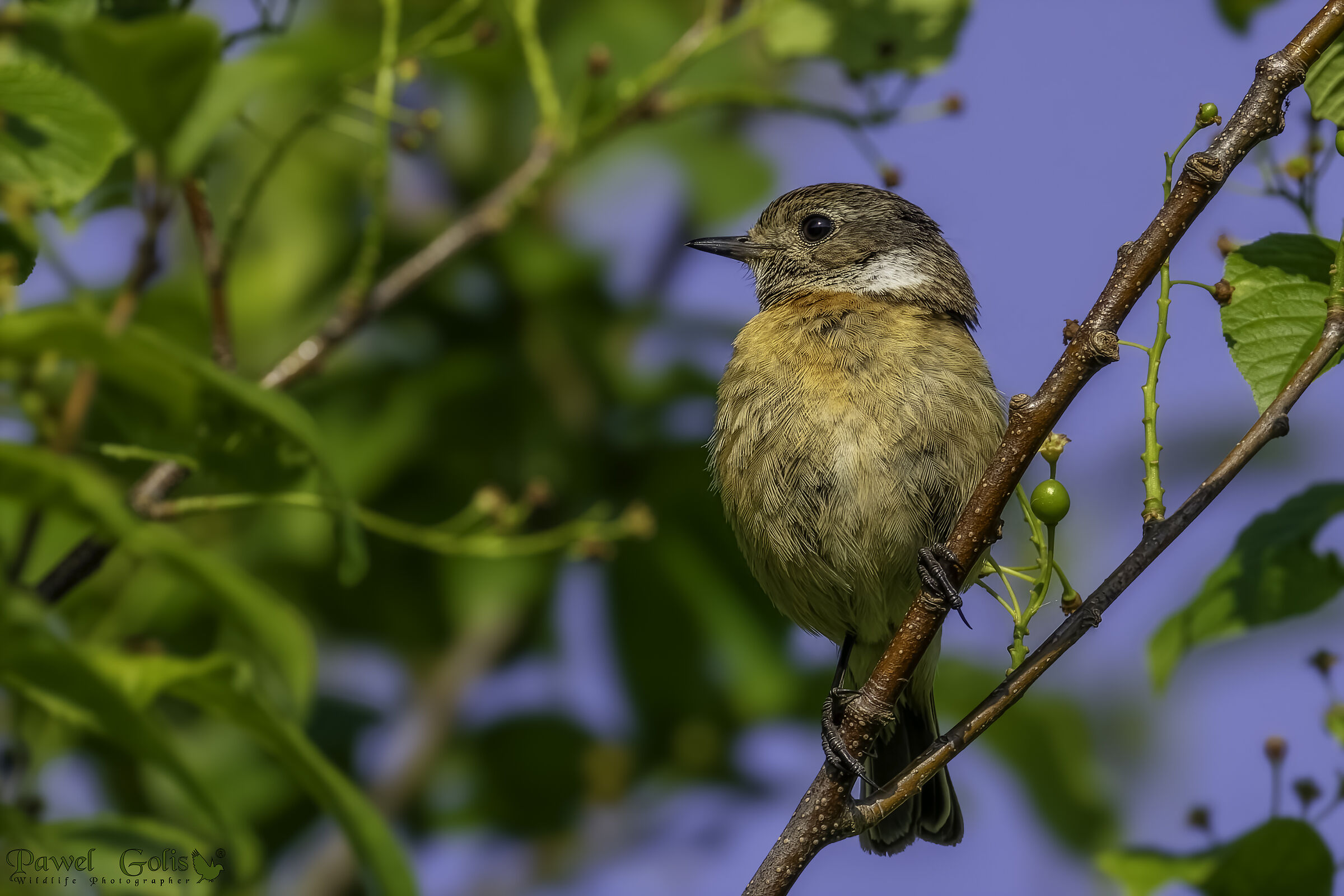 Tartacorna europea (Saxicola rubicola)