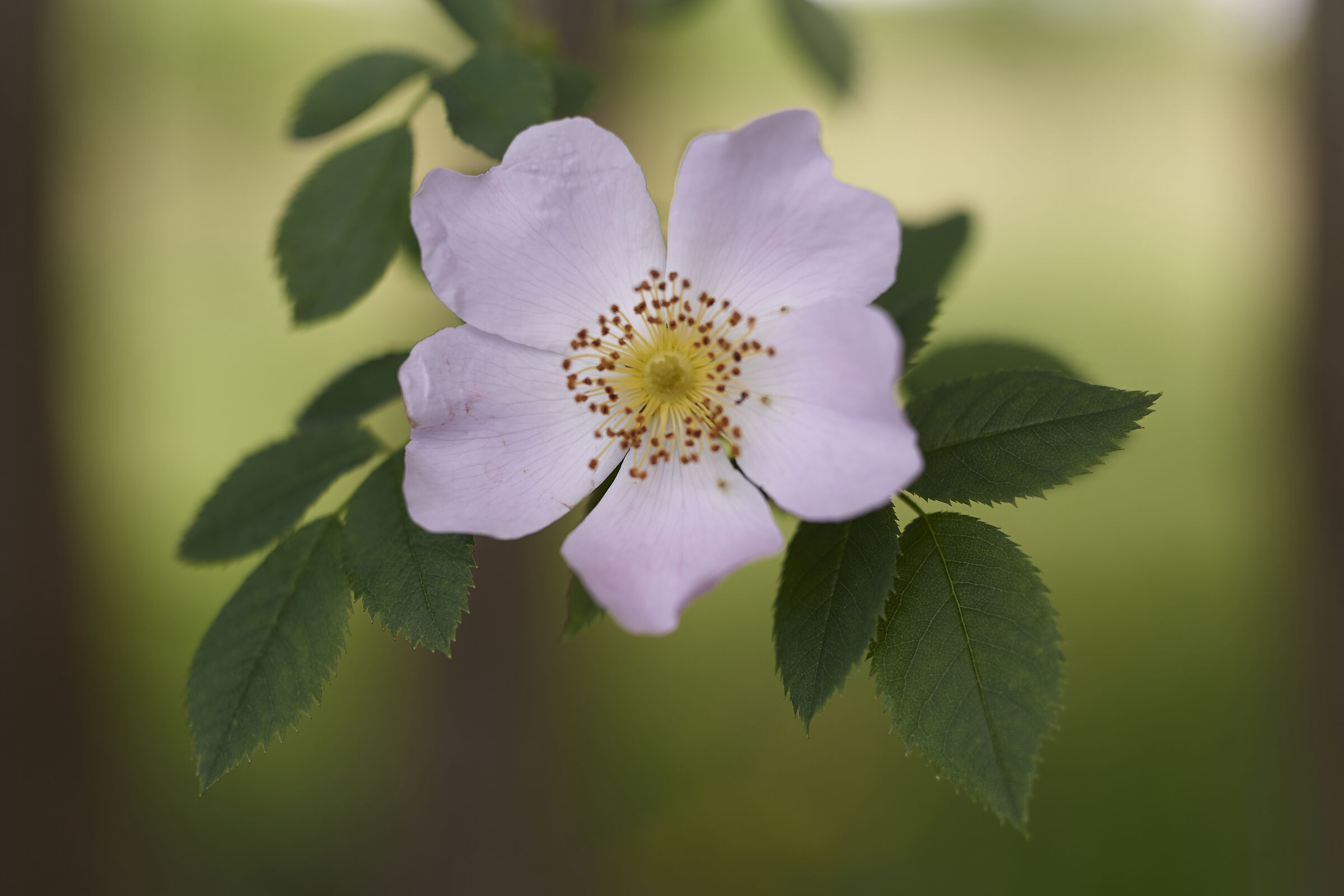 Wild rose in Dennenlohe Castle Park