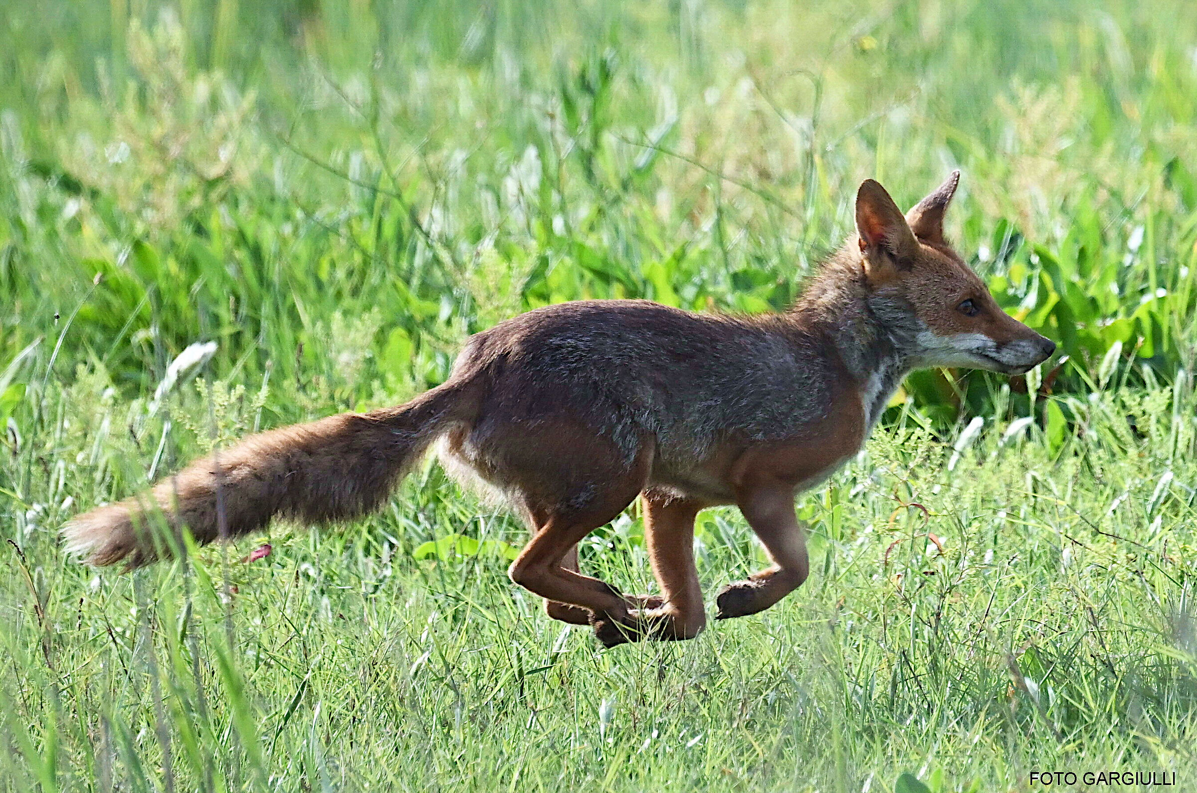 Fox