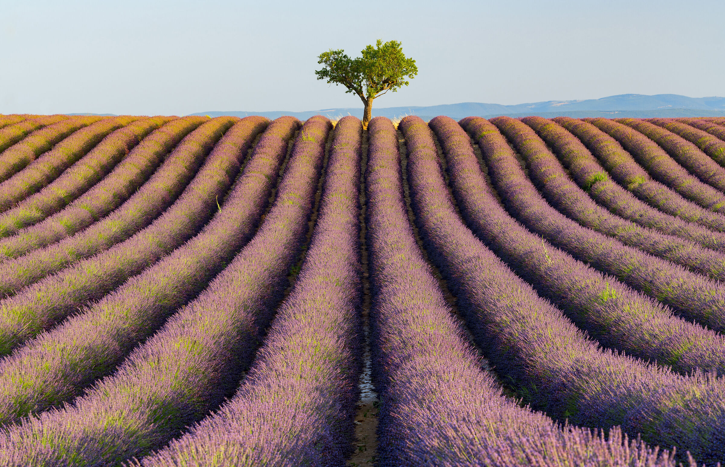Provence