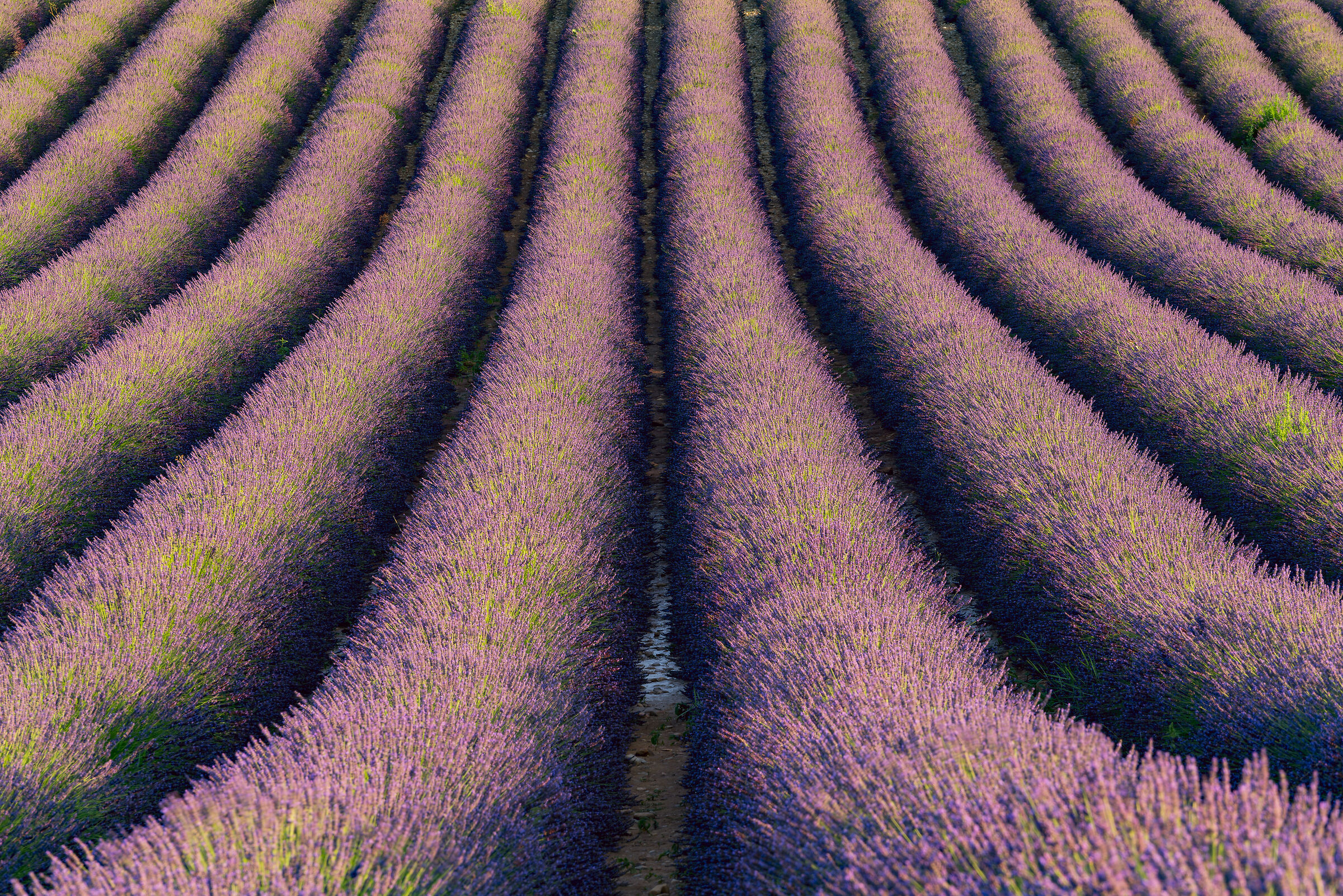 Provence