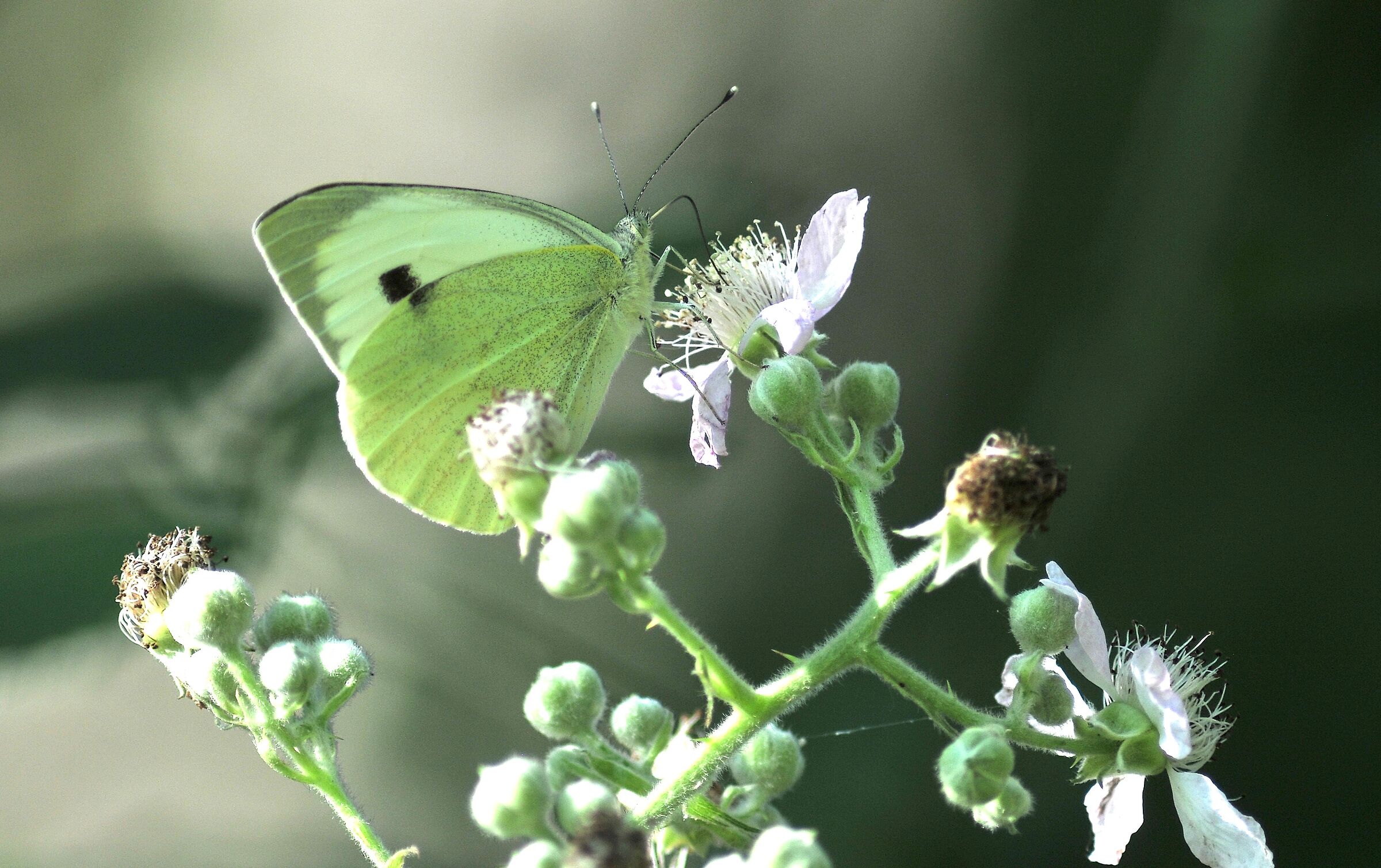 Pieris brassicae