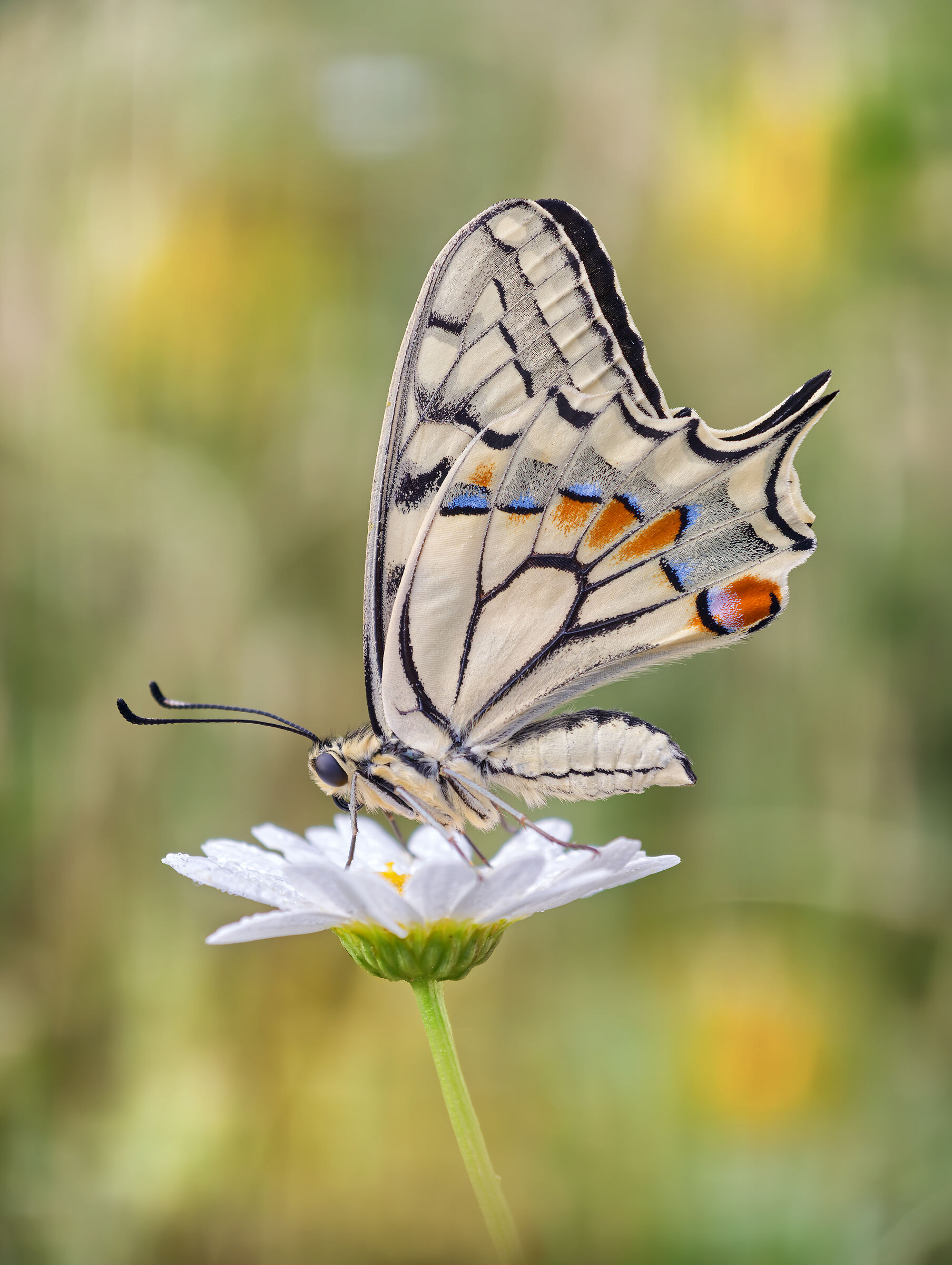 Papilio machaon (Linnaeus, 1758)