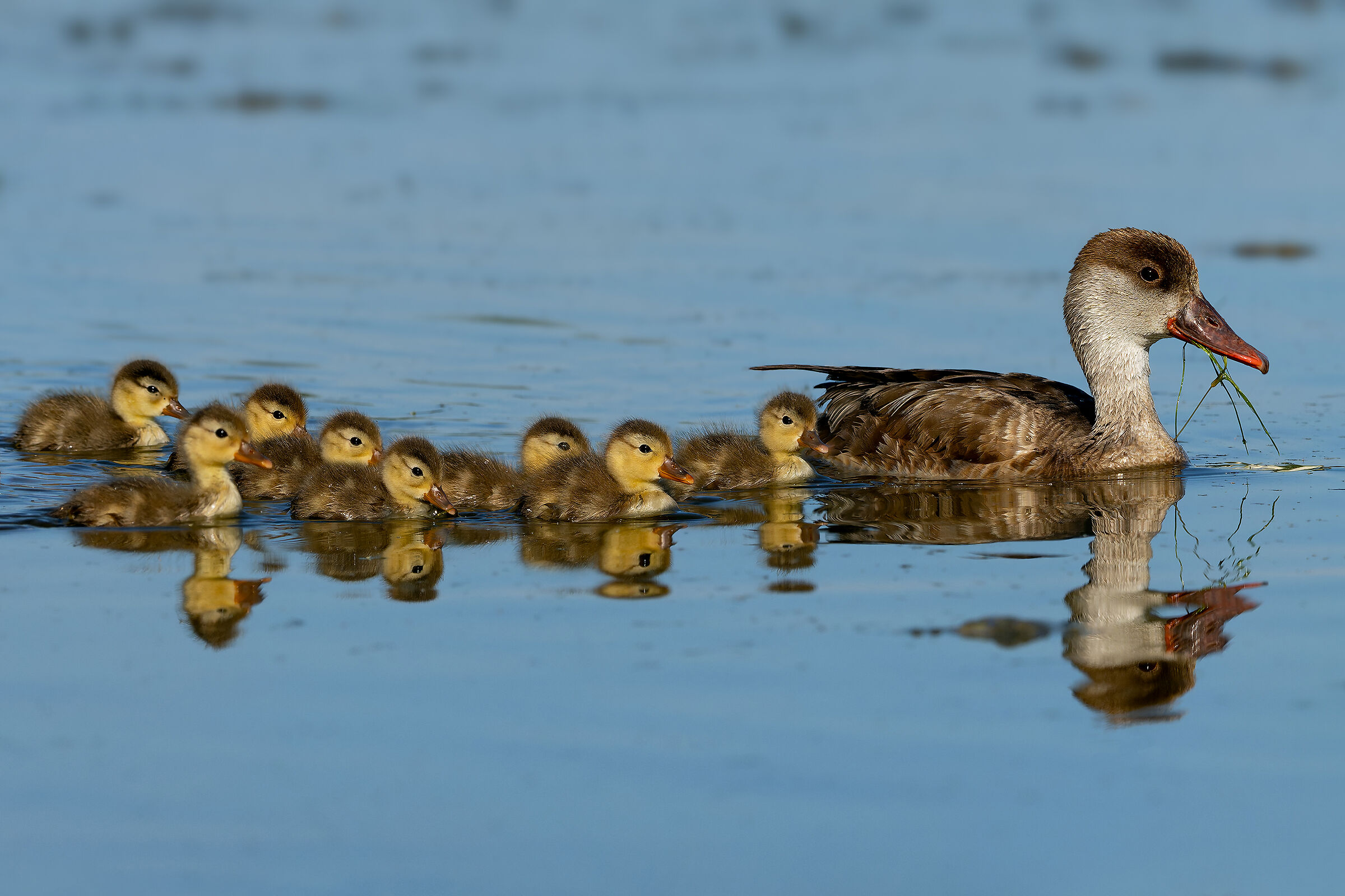 Pochard