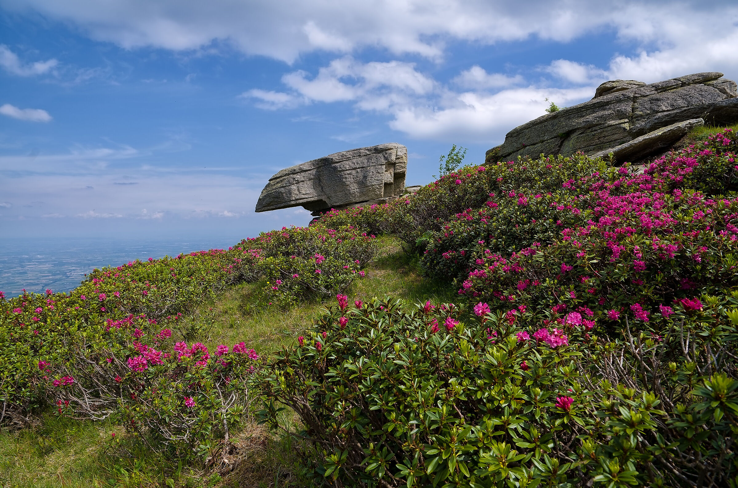 Tempo di rododendri