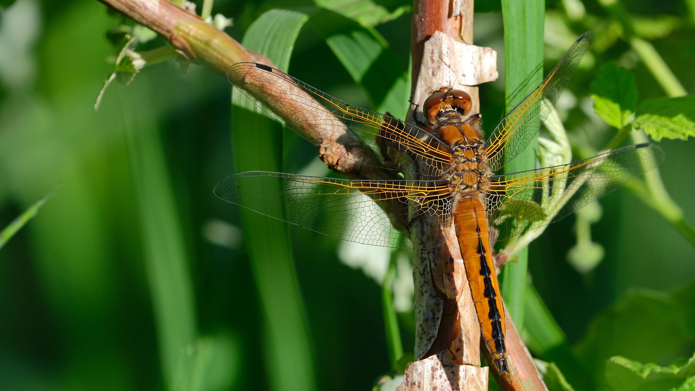 Libellula fulva