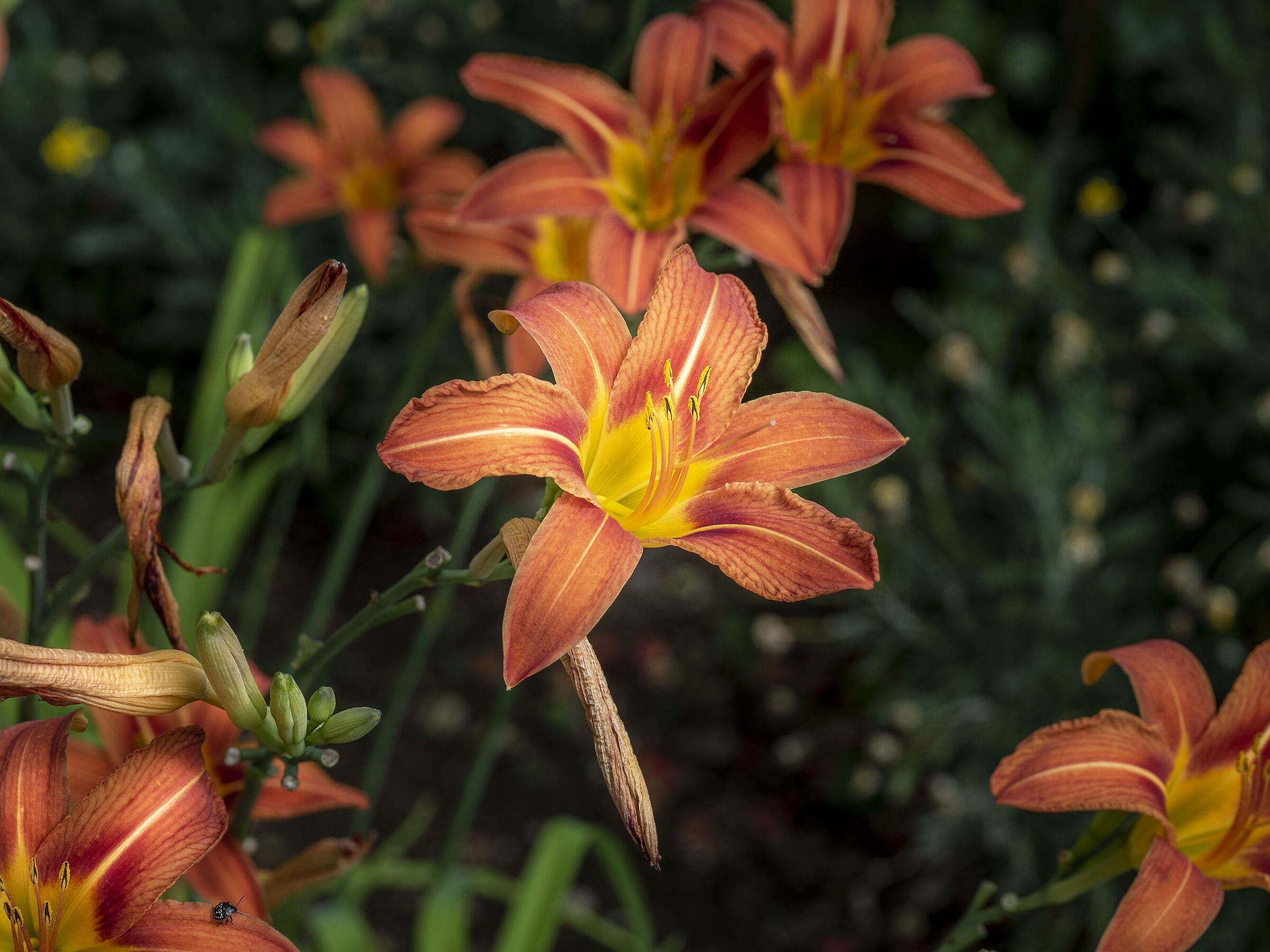 Hemerocallis