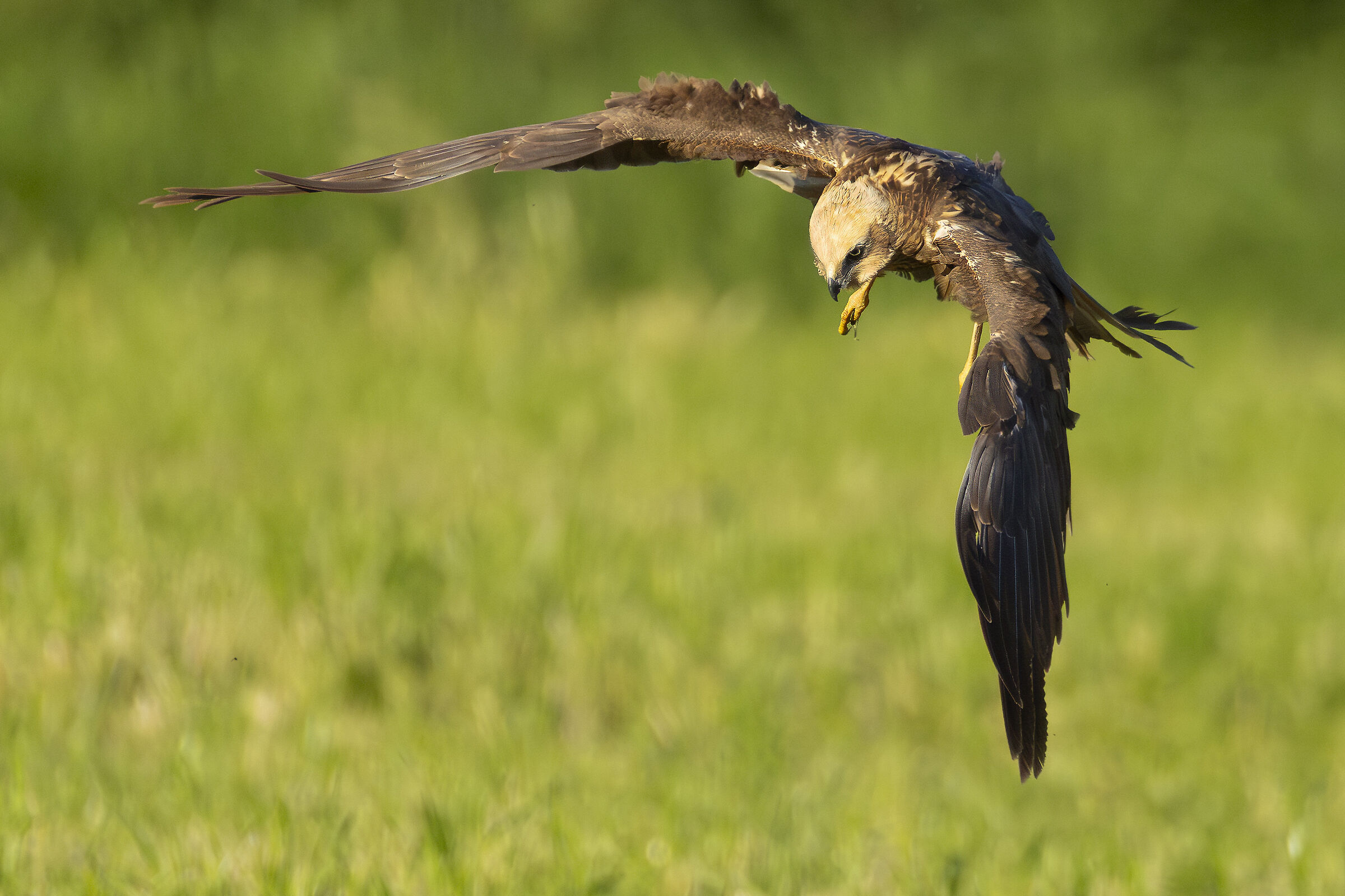 Falco di palude