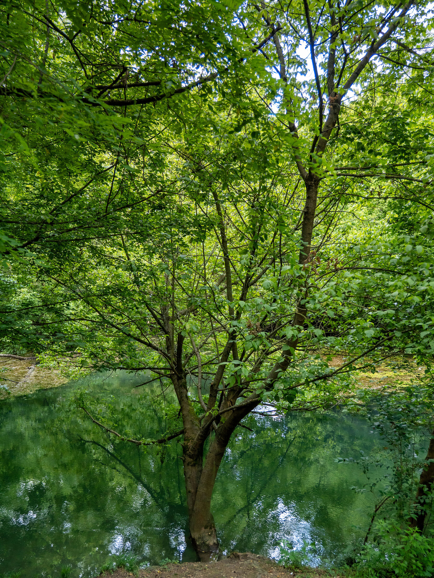Green Tones