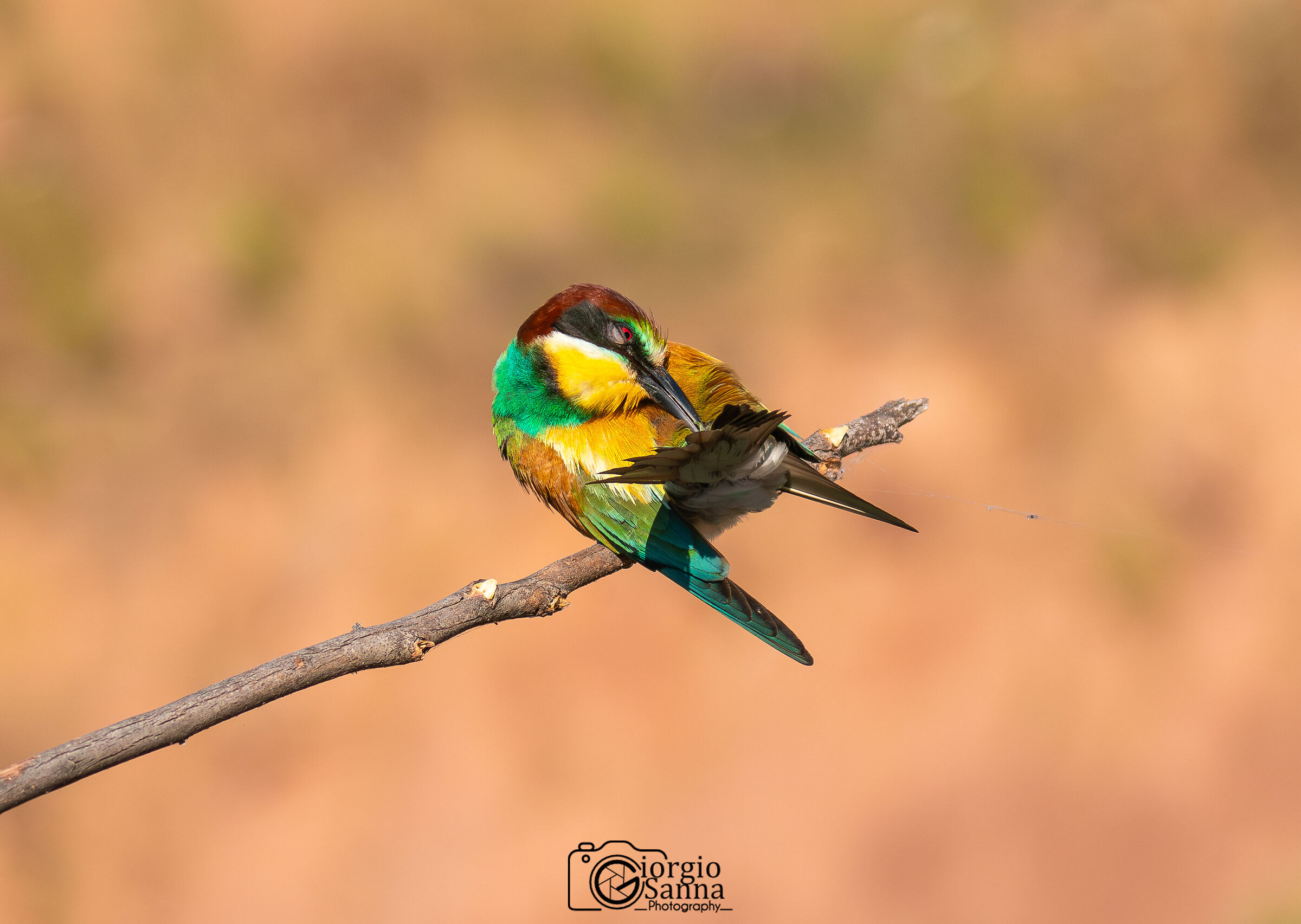Common bee-eater