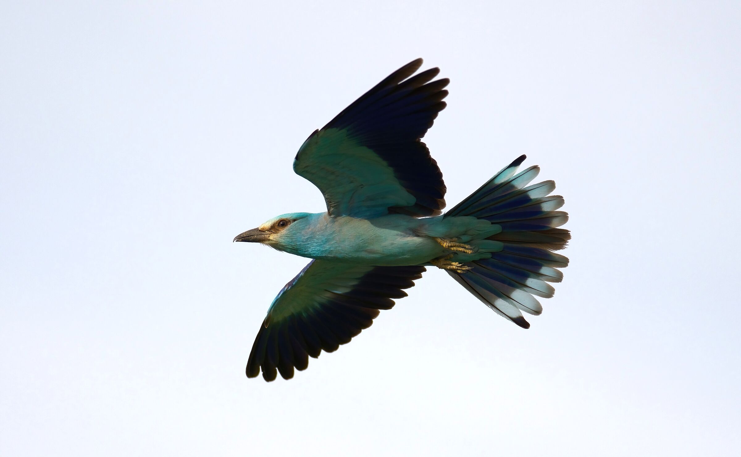 European jay