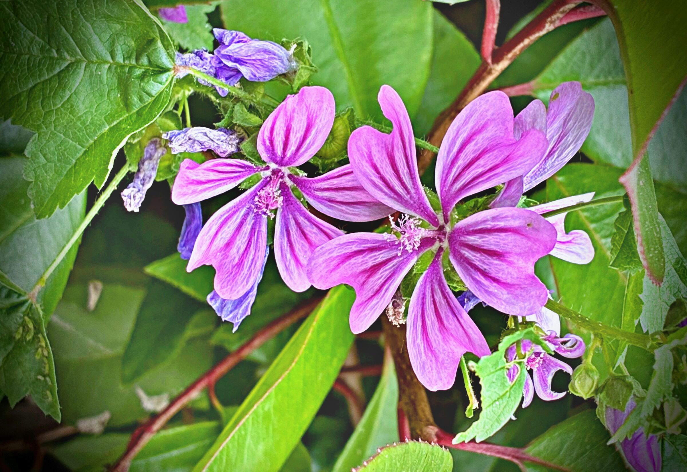 Mallow