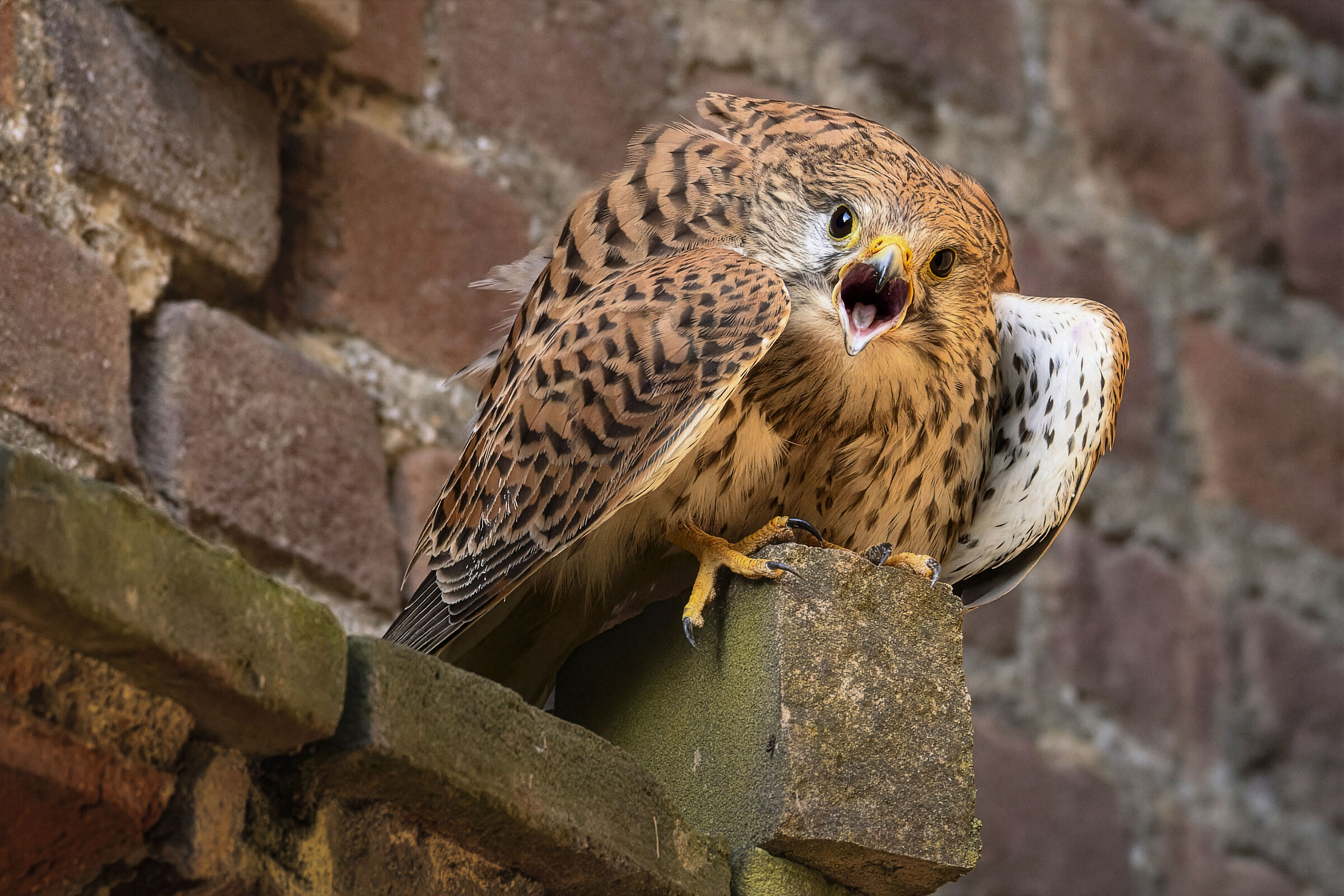 Kestrel