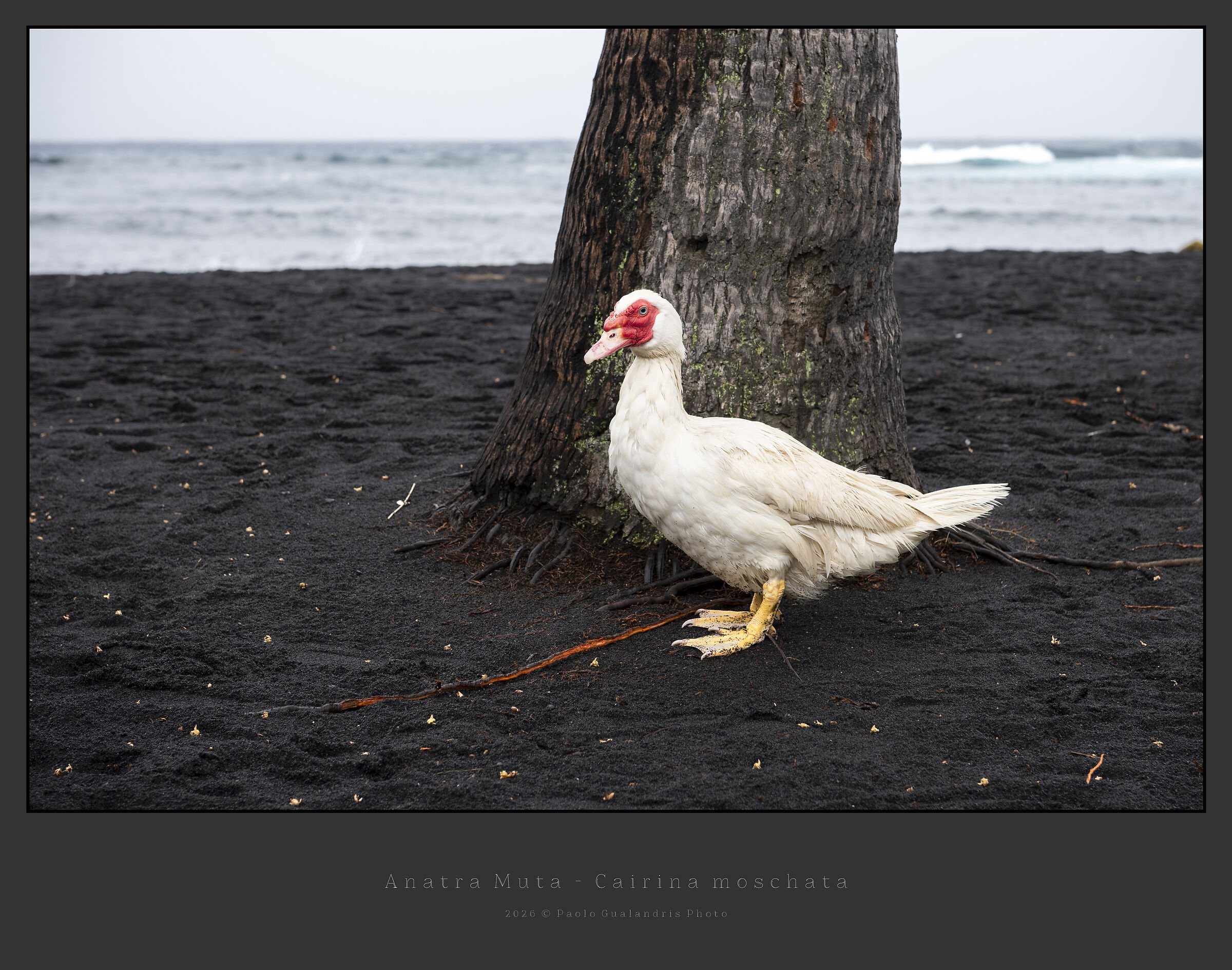 Muscovy Duck - Cairina moschata