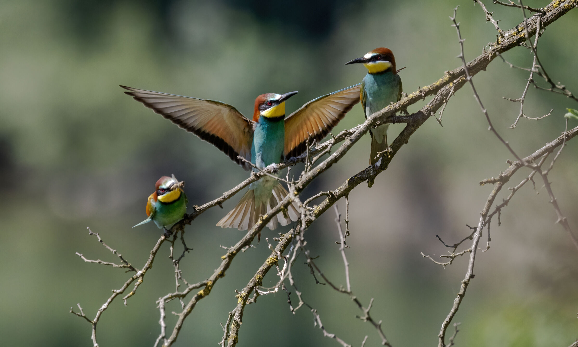 Bee-eater - Ticino Park