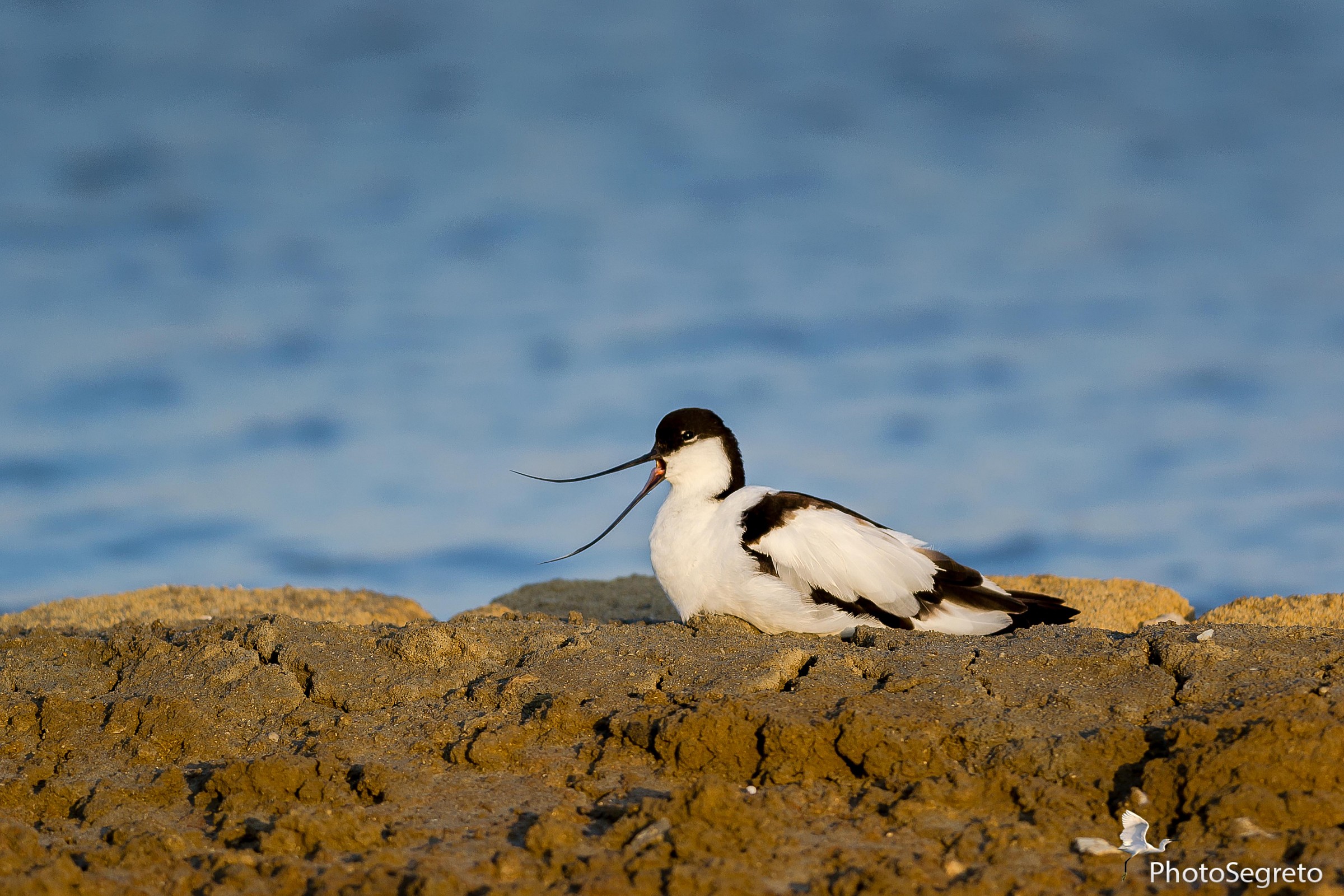 Avocetta