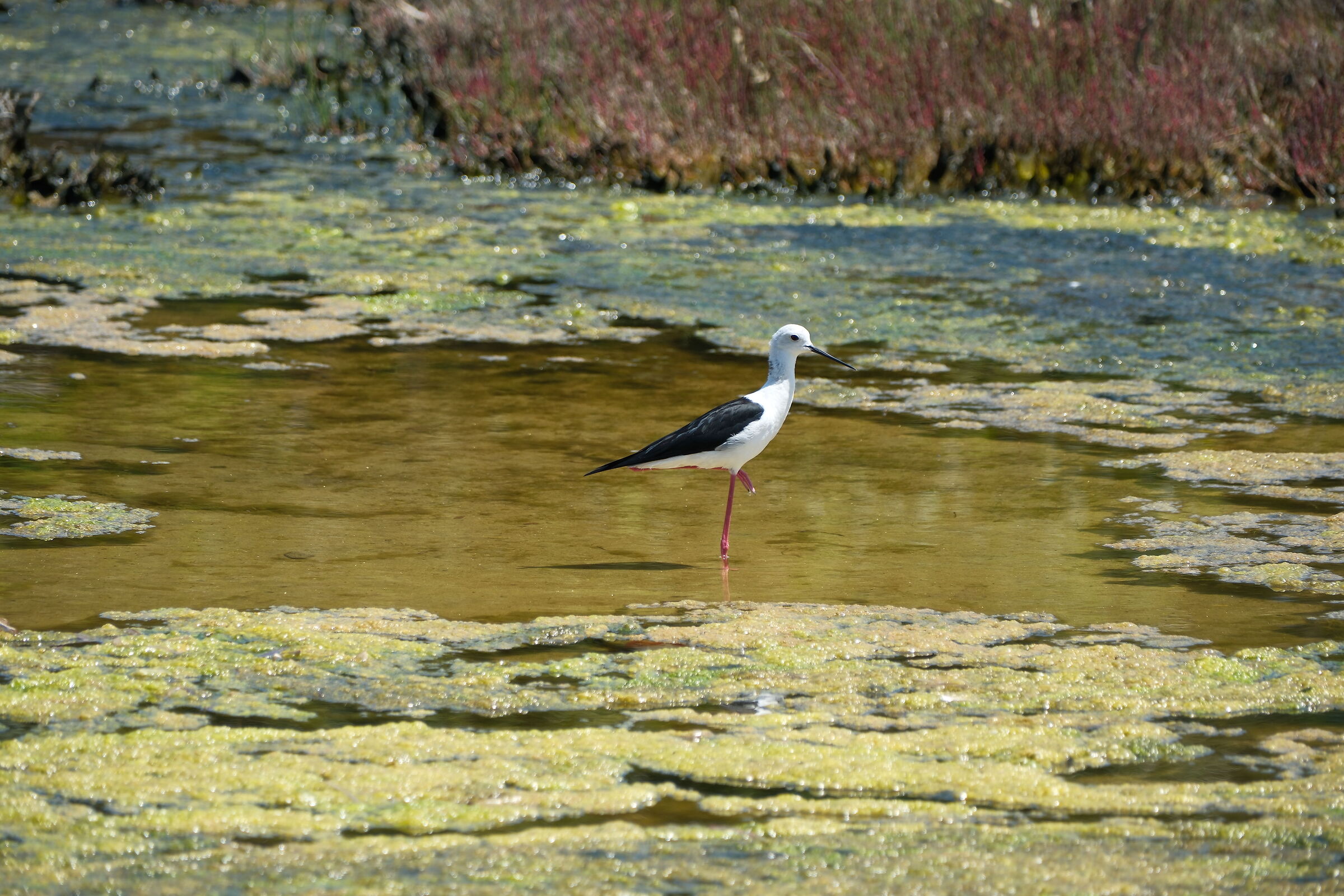 Black-winged Stilt