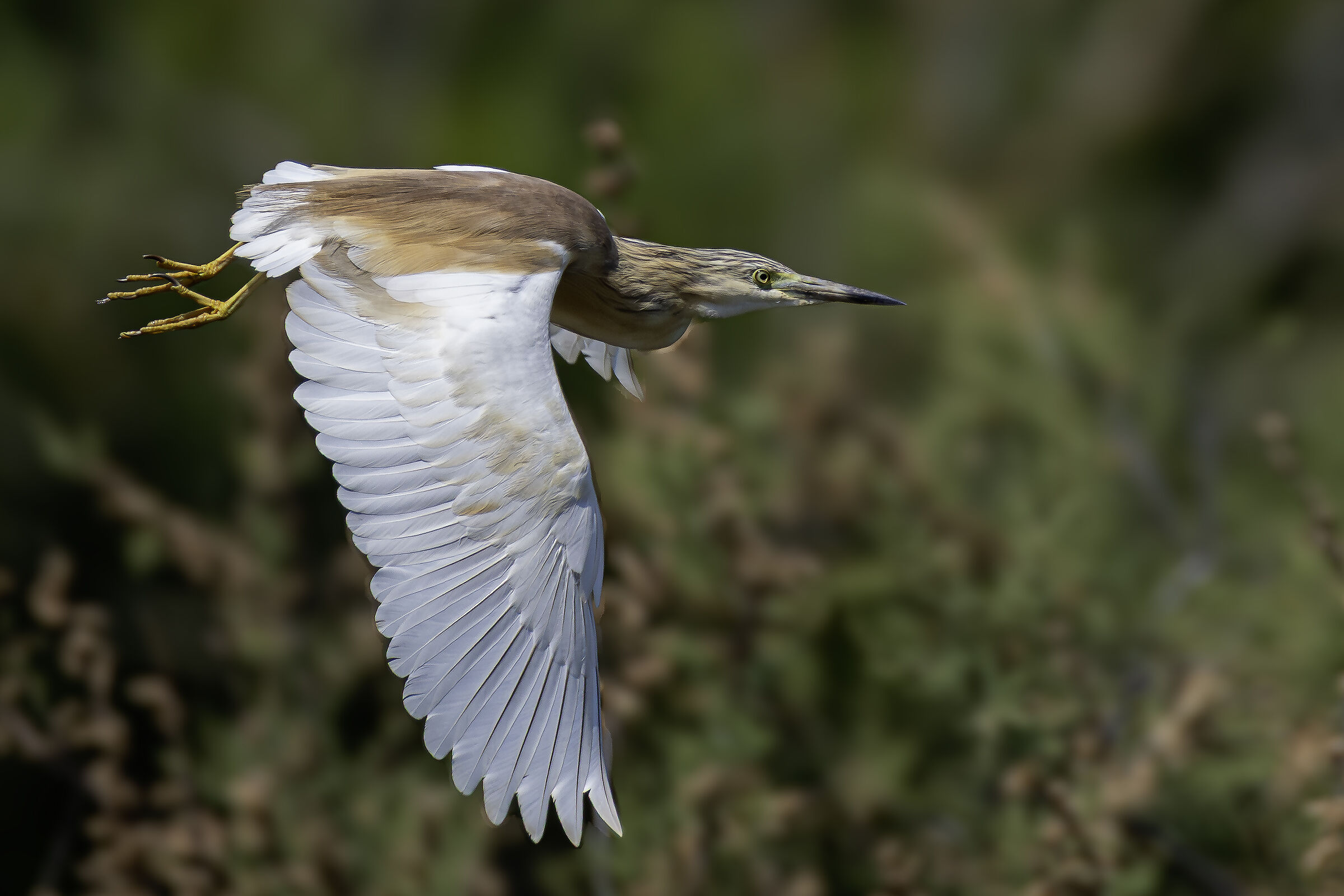 Sgarza in volo
