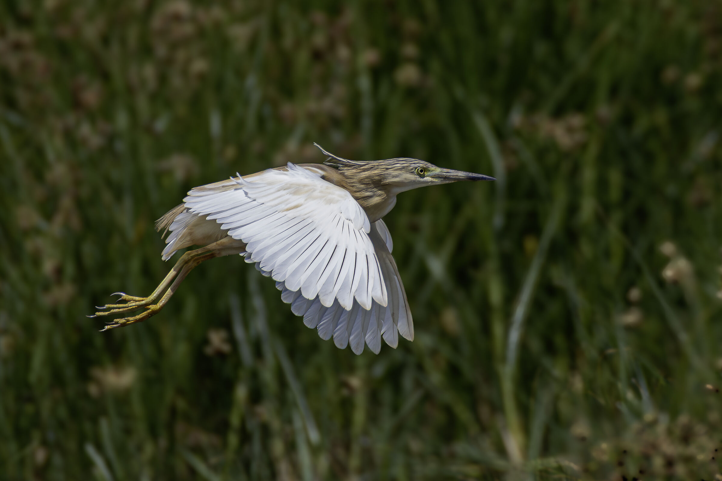 Sgarza in volo