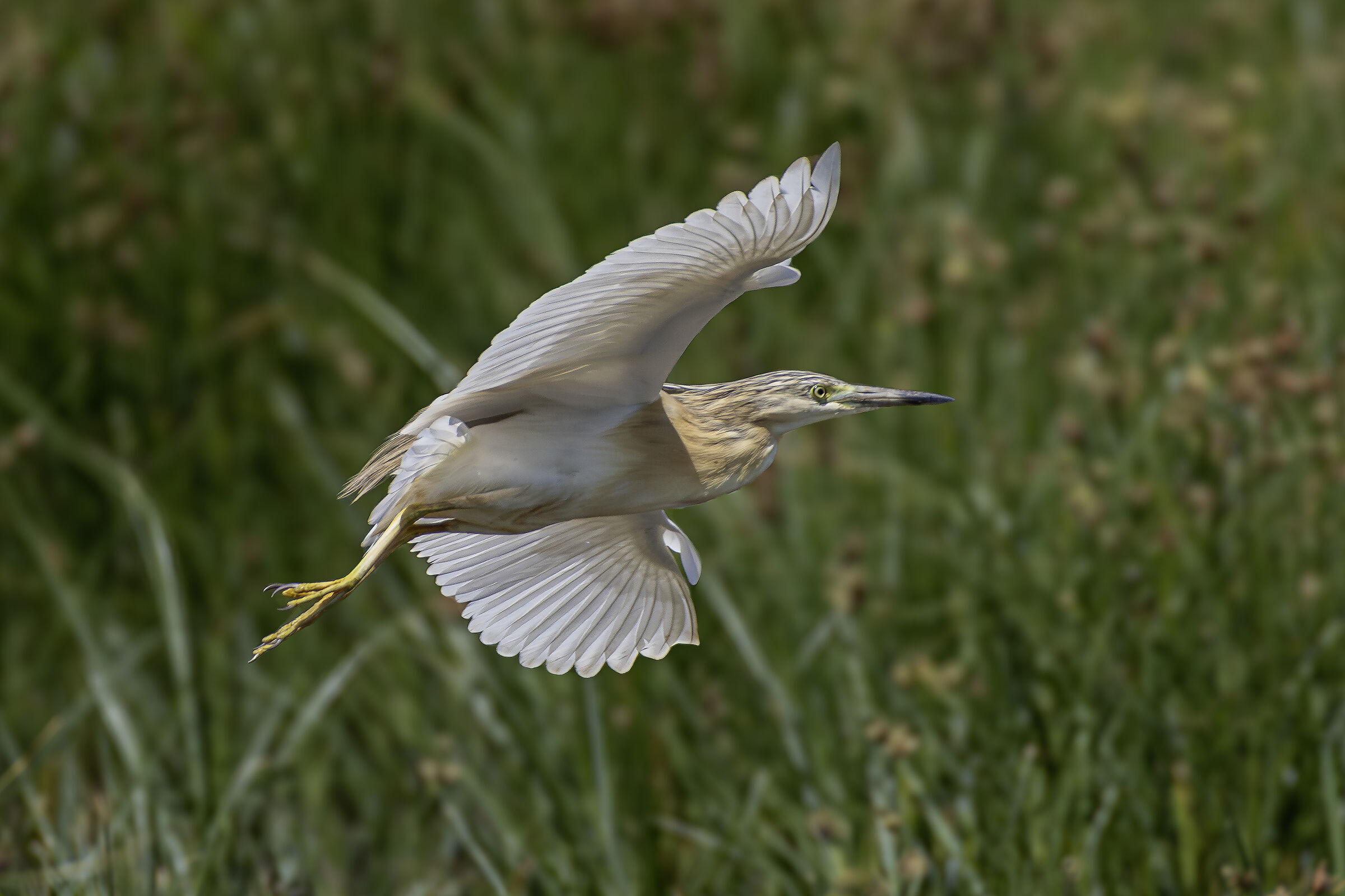 Sgarza in volo