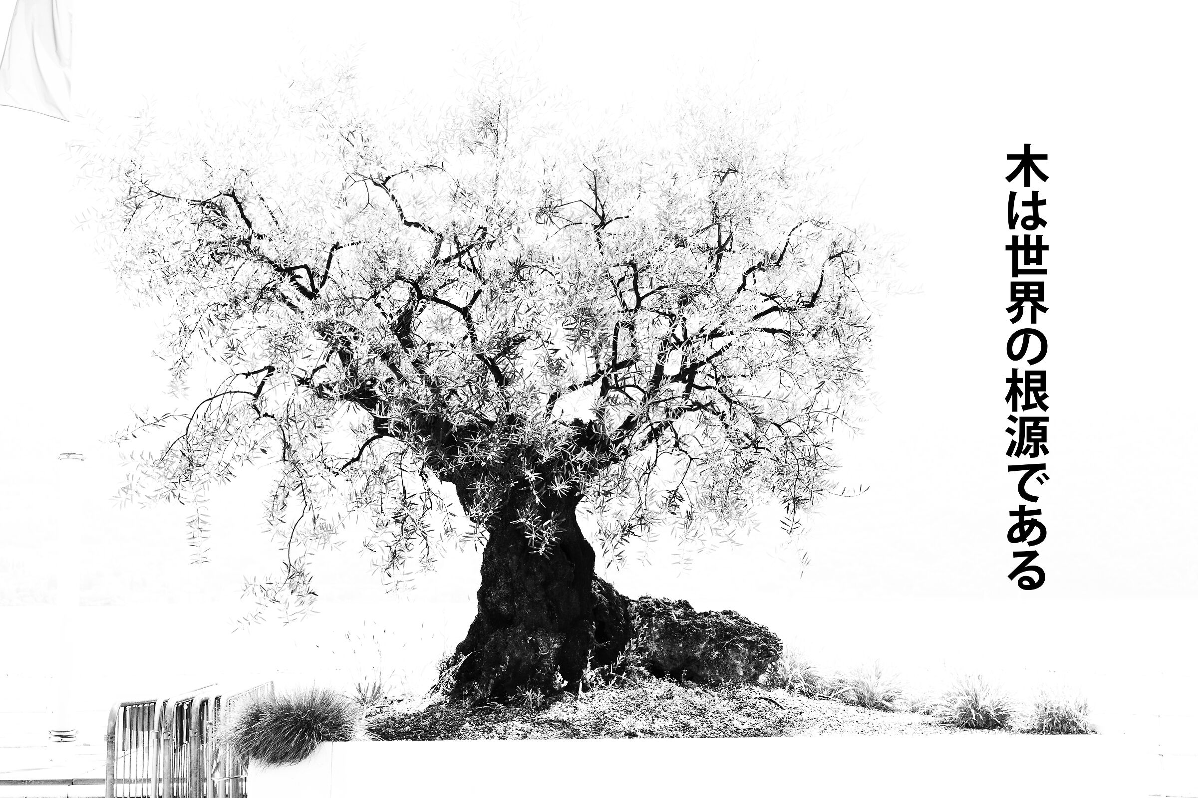 Trees are the roots of the world