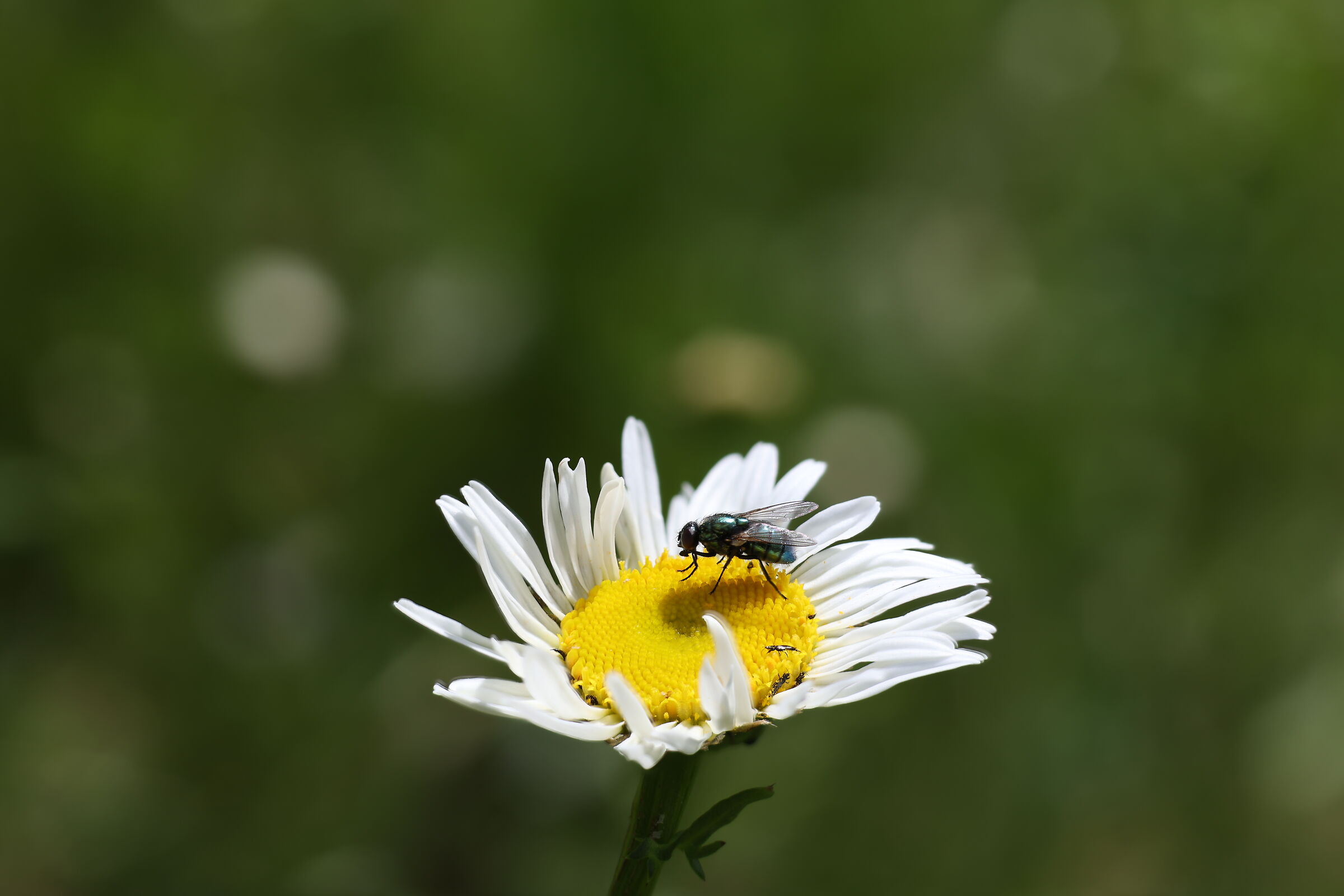 Mosca su margherita