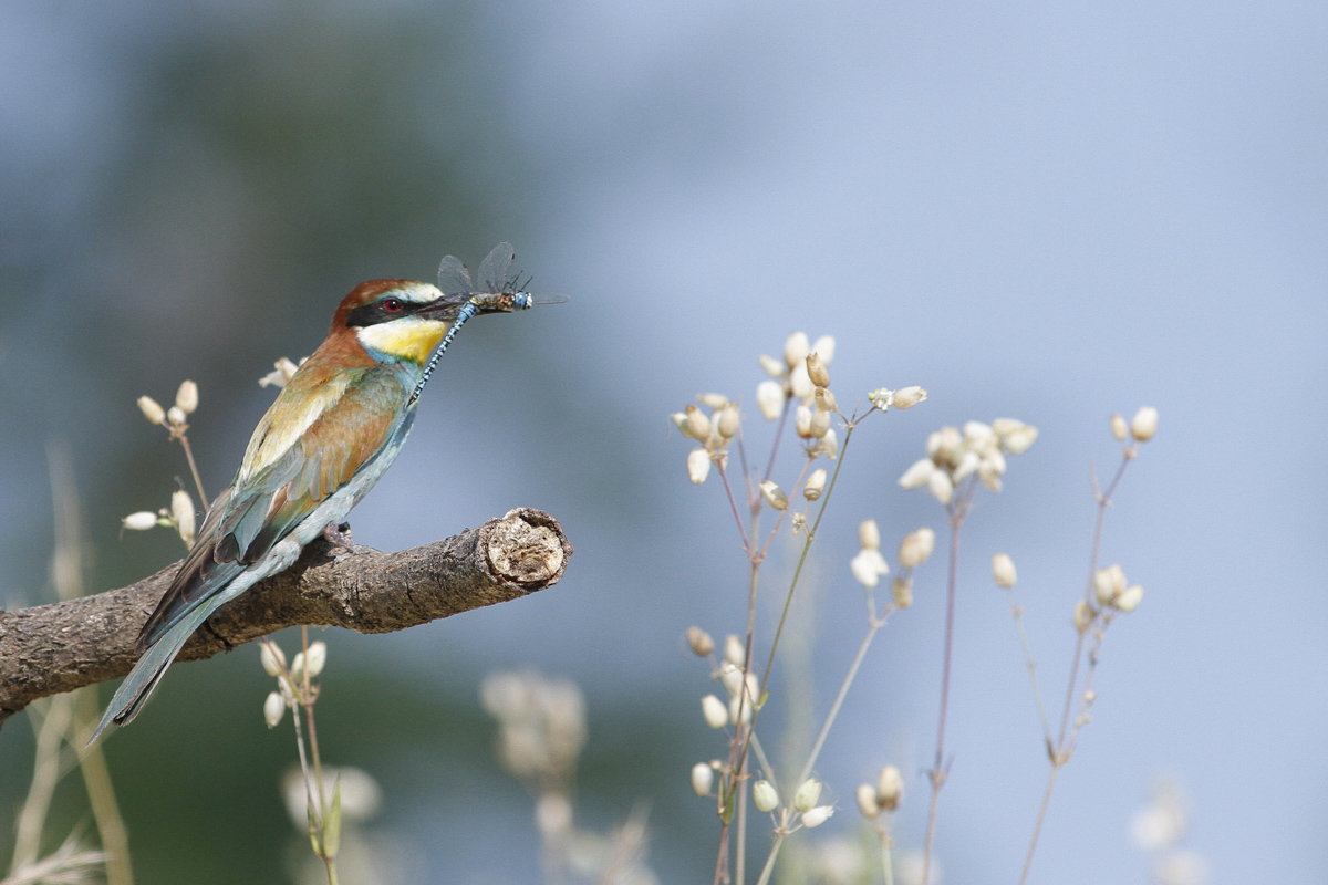 gruccione e libellula