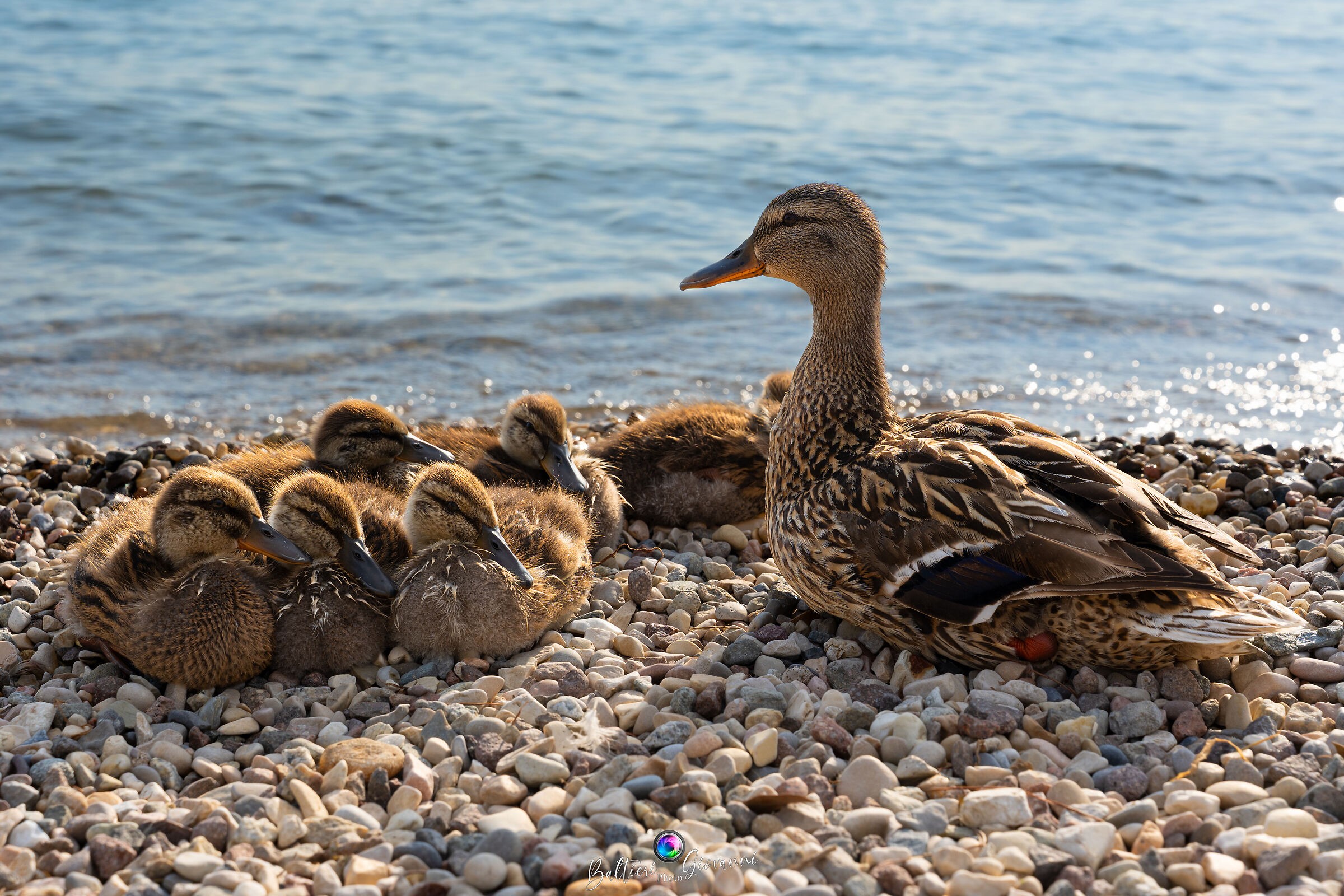 Mallard with offspring