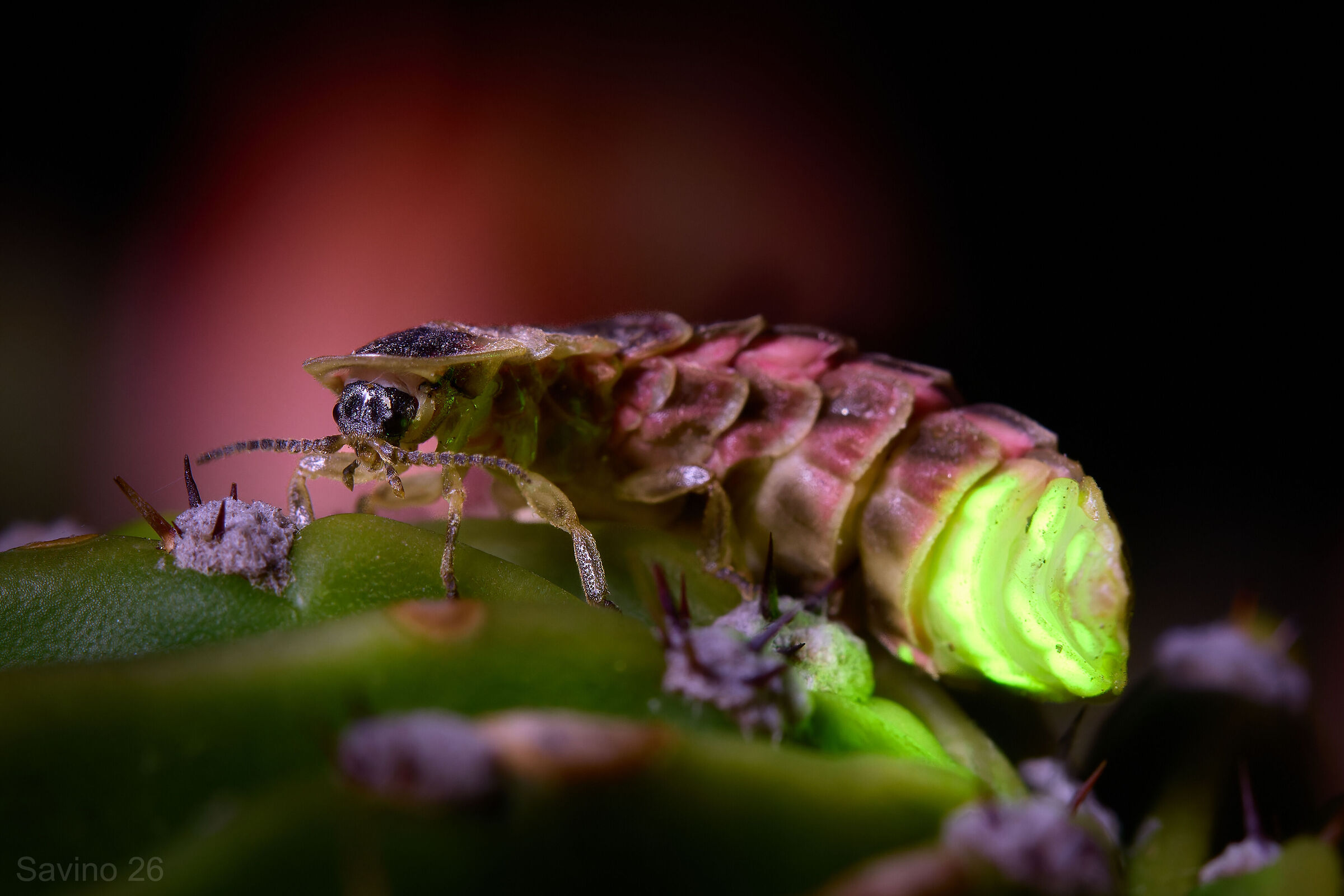 Firefly in the lower