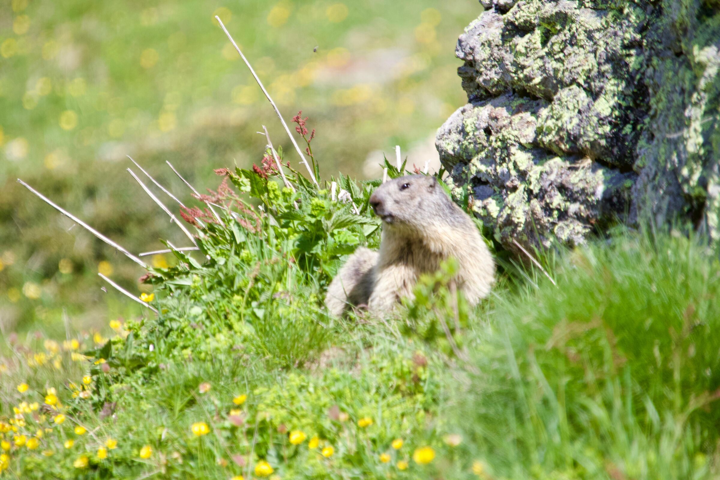 Marmotta tra i fiori gialli