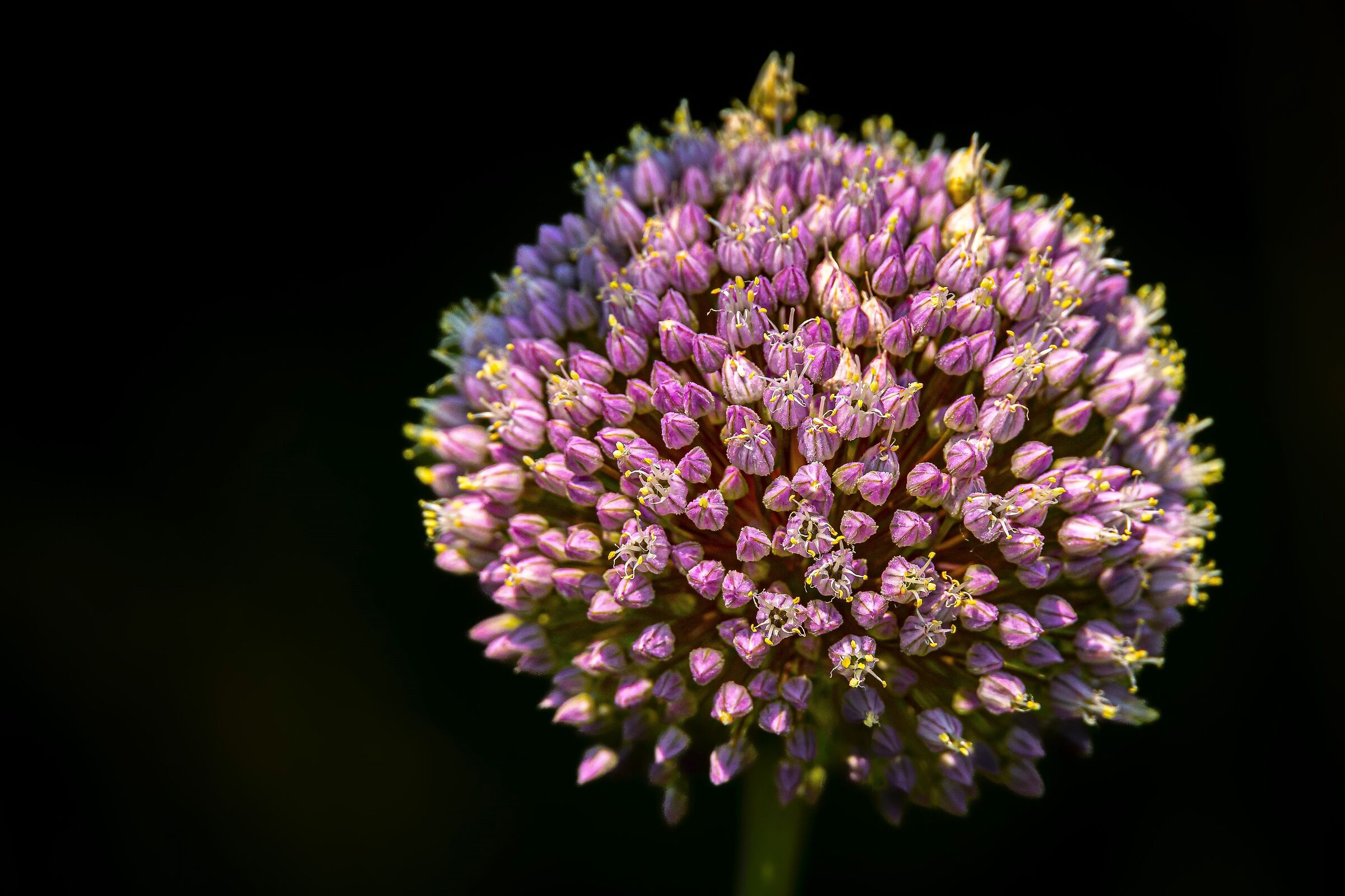 Porro selvatico (Allium ampeloprasum)