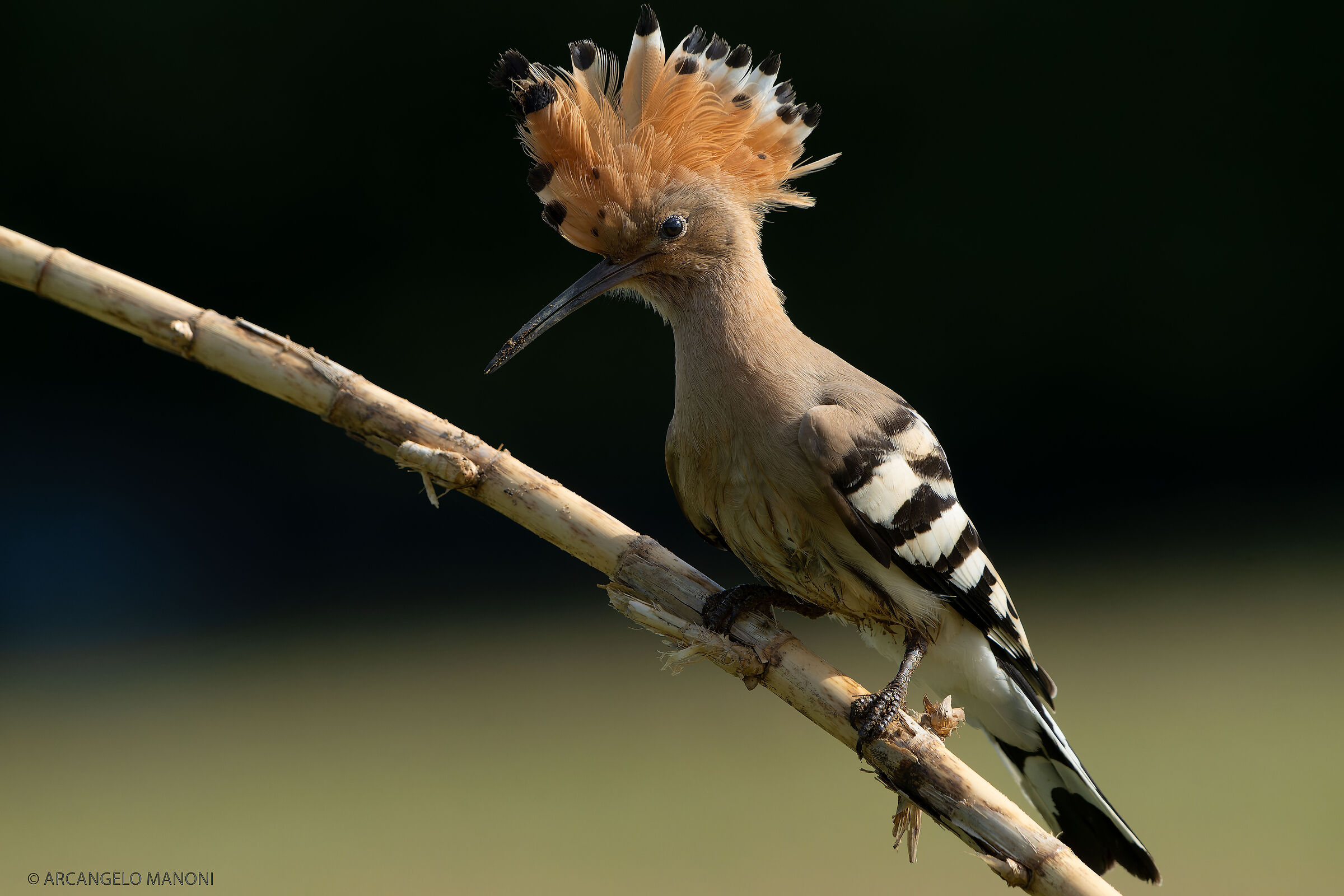 Shadows and lights on the hoopoe