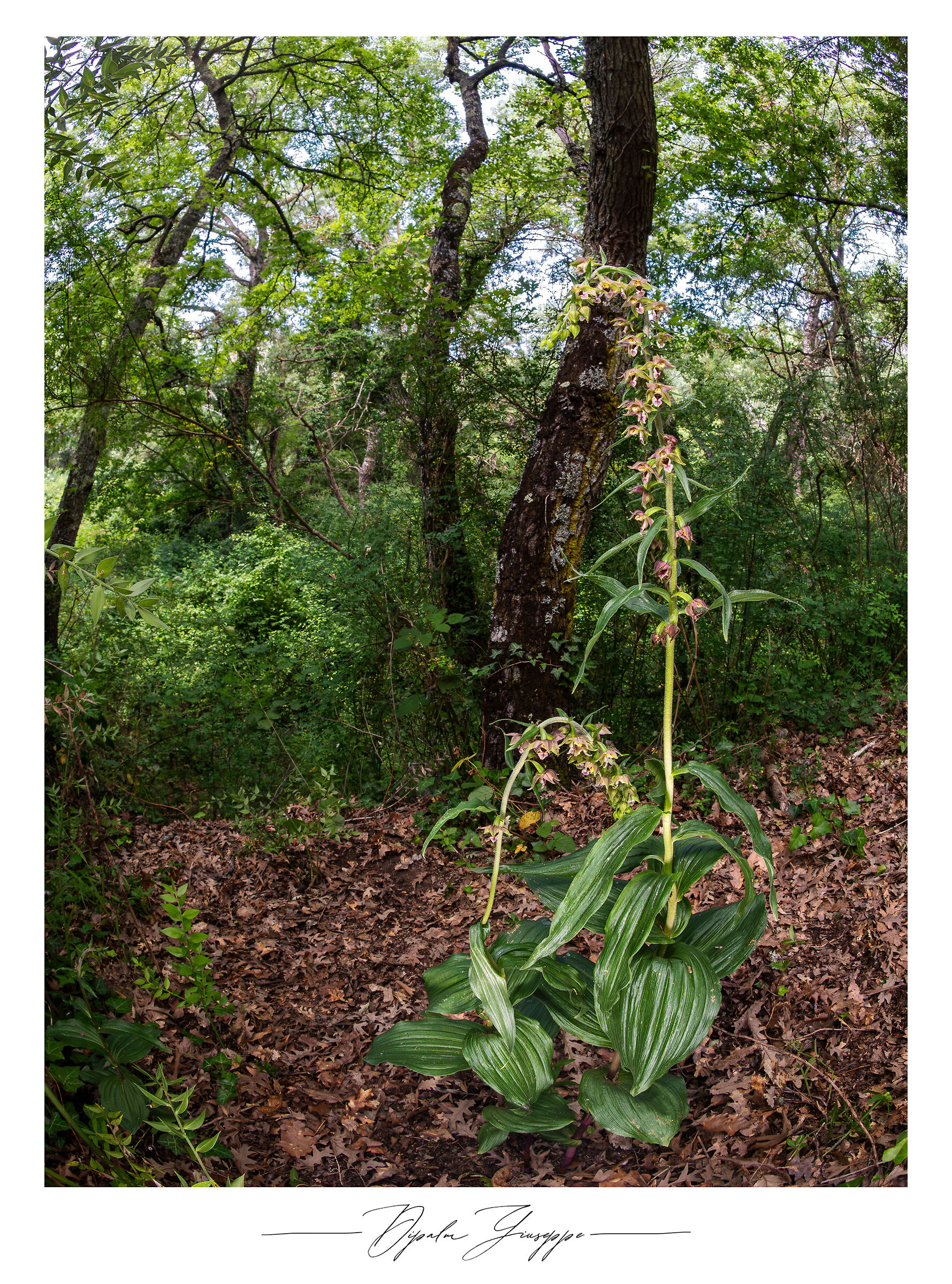 Epipactis helleborine